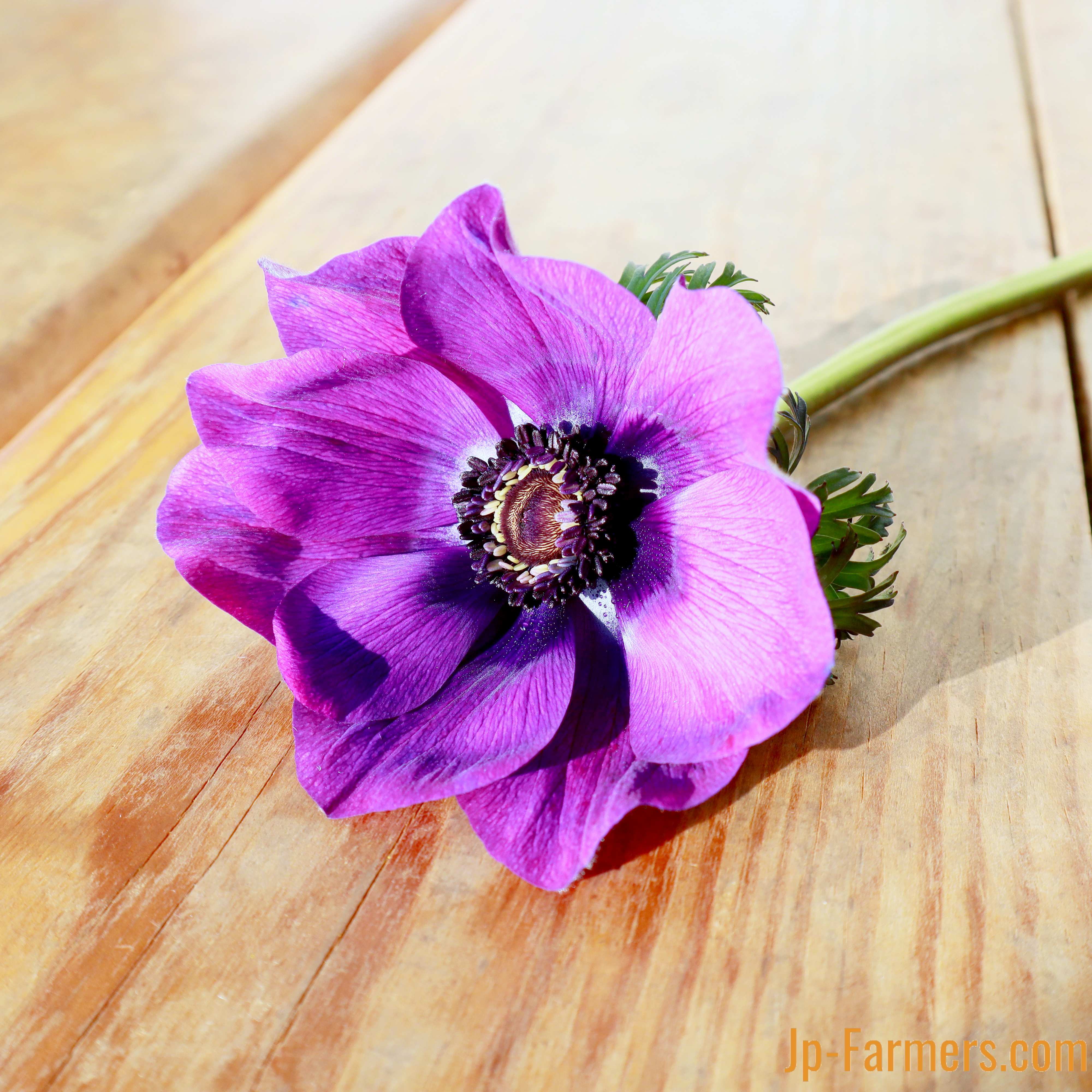 284　アネモネ 信州諏訪 アネモネ青 25cm 10本 | 新鮮お花問屋 Jp-Farmers.com