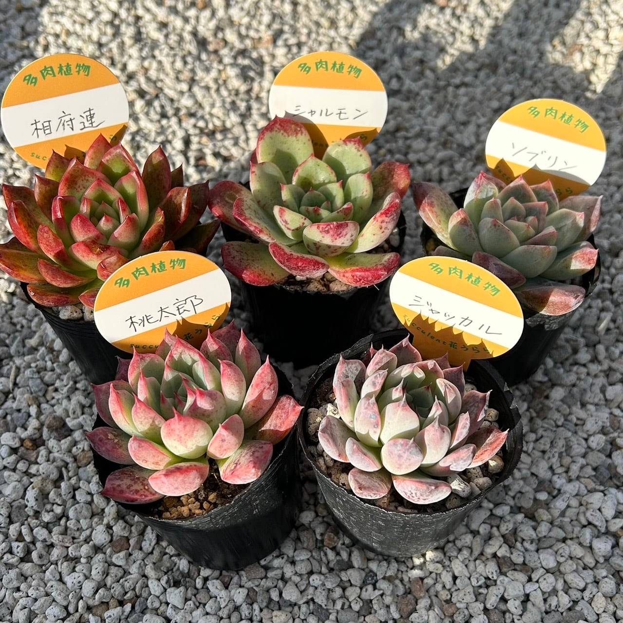 多肉植物　抜き苗　Usha　ウーシャ 多肉植物 抜き苗 Usha ウーシャ 多肉植物☆抜き苗13個セット