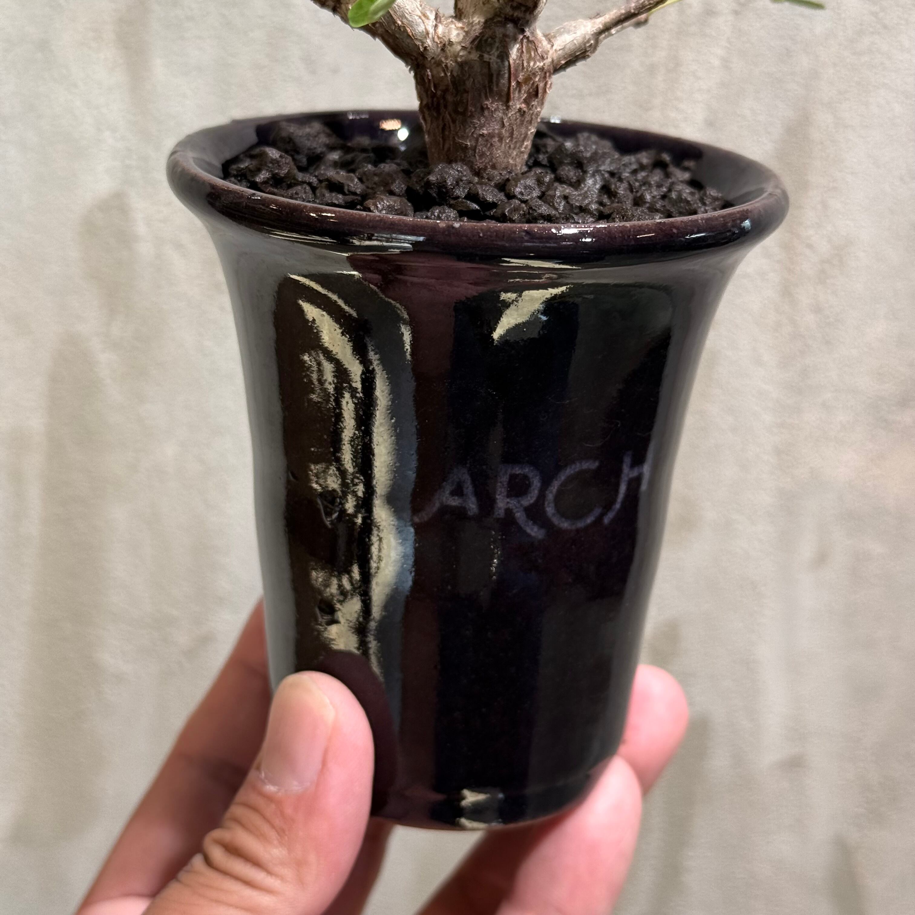 植物×鉢】センナ メリディオナリス × ARCH ネームポット | A-PLANTS