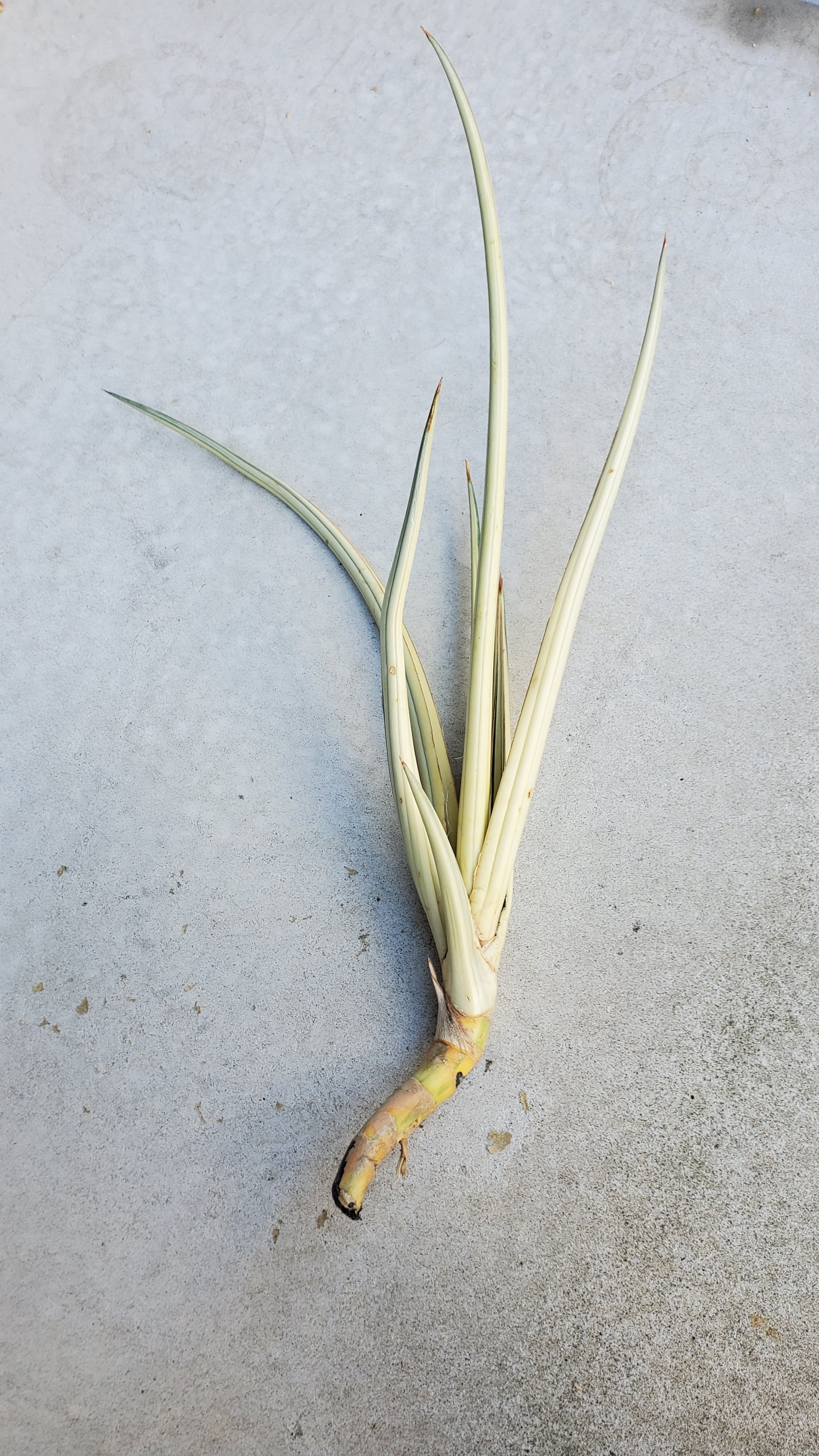 特大株 サンスベリア カウレッセンス スーパースター サンセベリア 斑入り img_04c635d2b512c91a7a9c565ddd