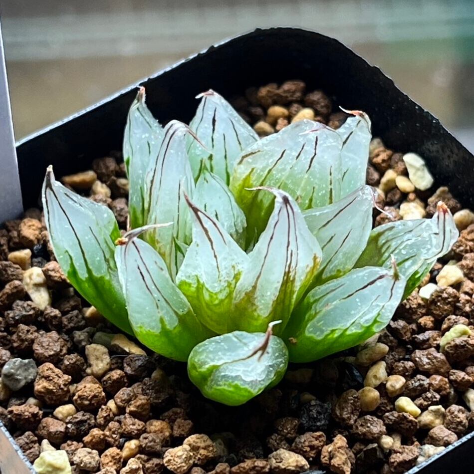 ハオルチア サボテン、ハオルチア ピグマエア錦 実生 ピグマエア錦実生