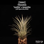 Tillandsia 'Lucille' × ionantha〔ティランジア〕T6061