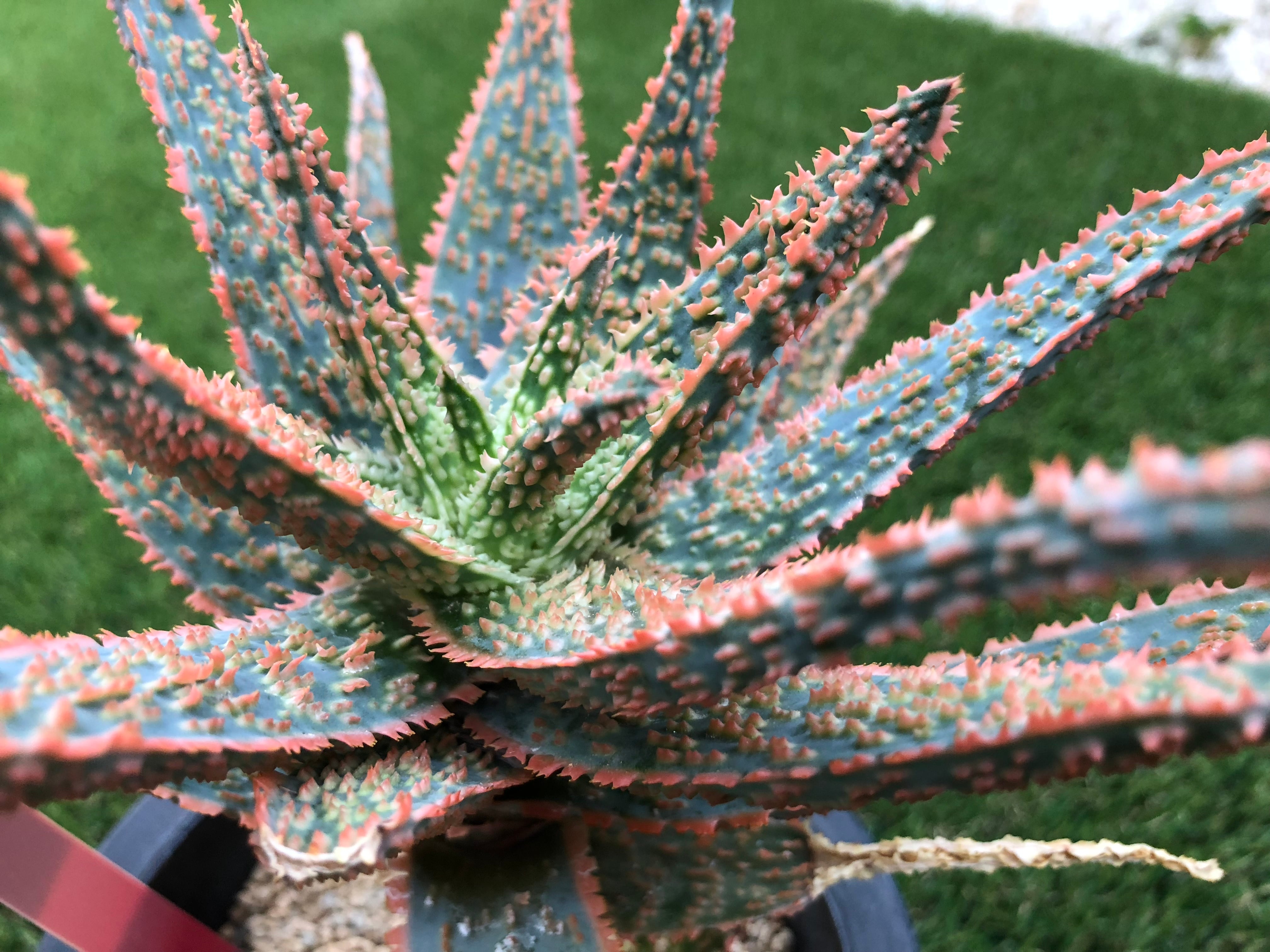 Aloe cv.DZ (Debra Zimmerman) アロエ DZ | plants MARU ーサボテン