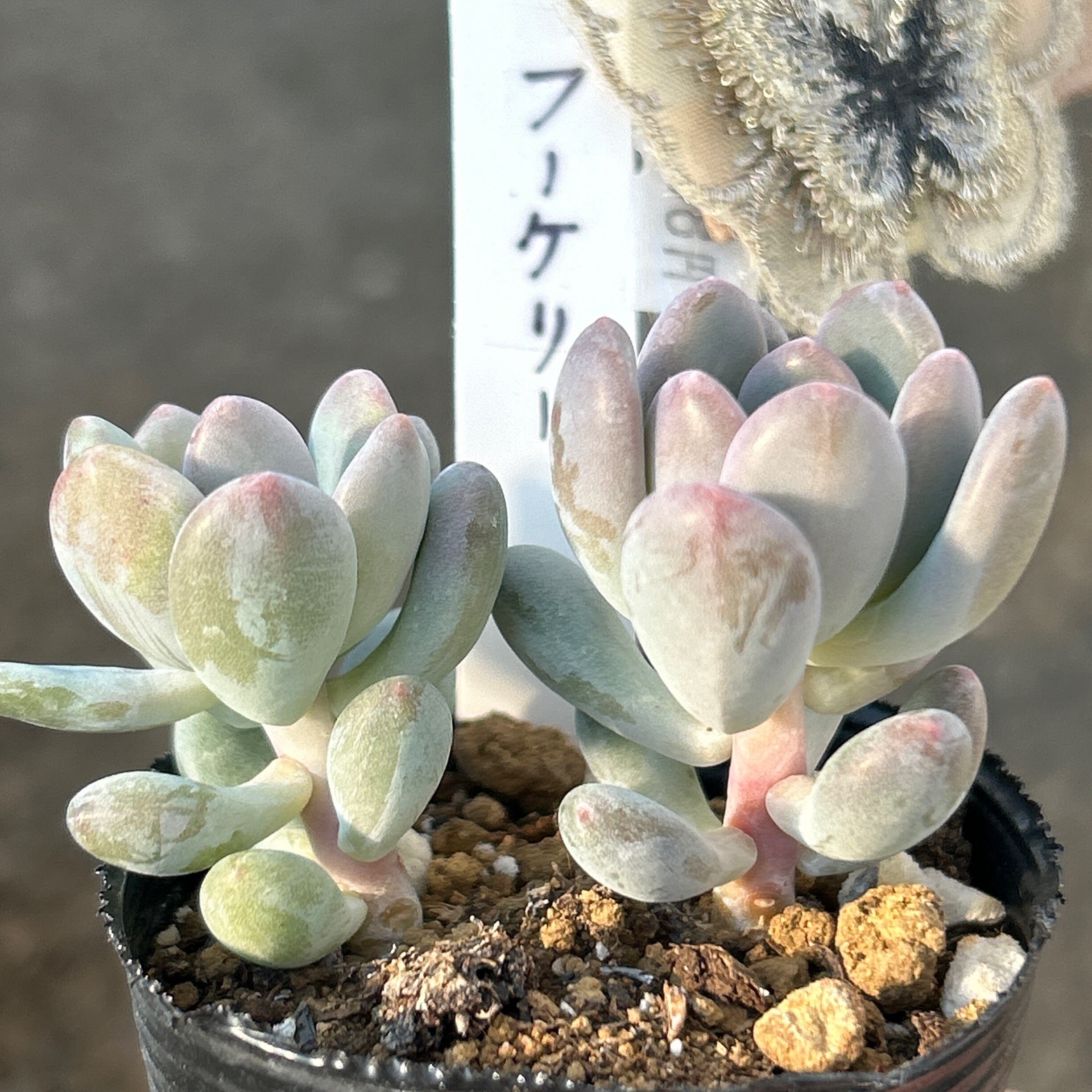 多肉植物 無作法 フーケリー♡抜き苗(^○^)