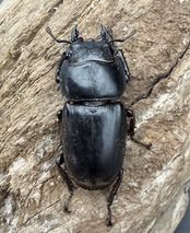 【WD】《西ペレンヒラタ（スラウェシオオヒラタ） 86.5mm ペア》