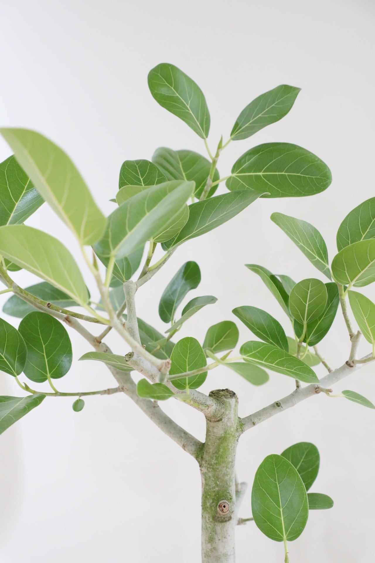 L/84cm】フィカス ベンガレンシス/Ficus benghalensis | 【厳選植物