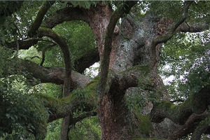 大自然の樹