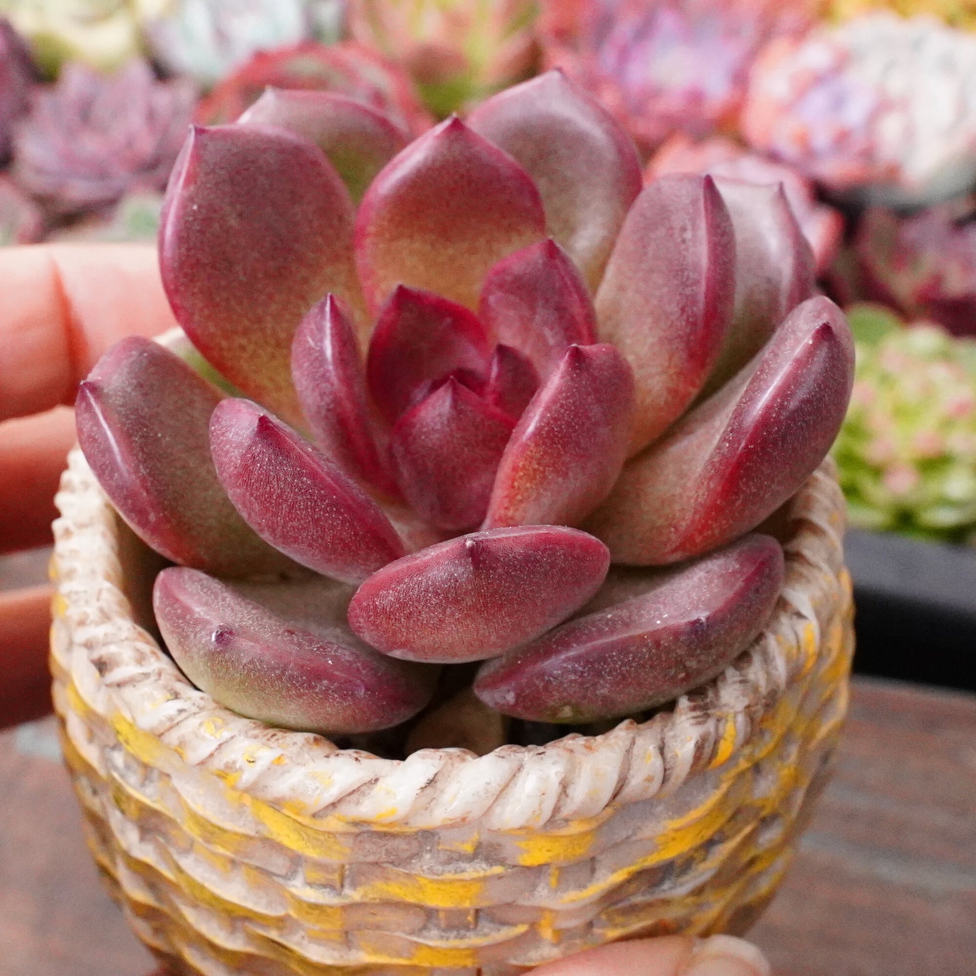 F.C.Real Bristol ジャンパーブルゾン　S S032ロブ 30個 ☆多肉植物 エケベリア 韓国 多肉植物 エケベリア ロブ