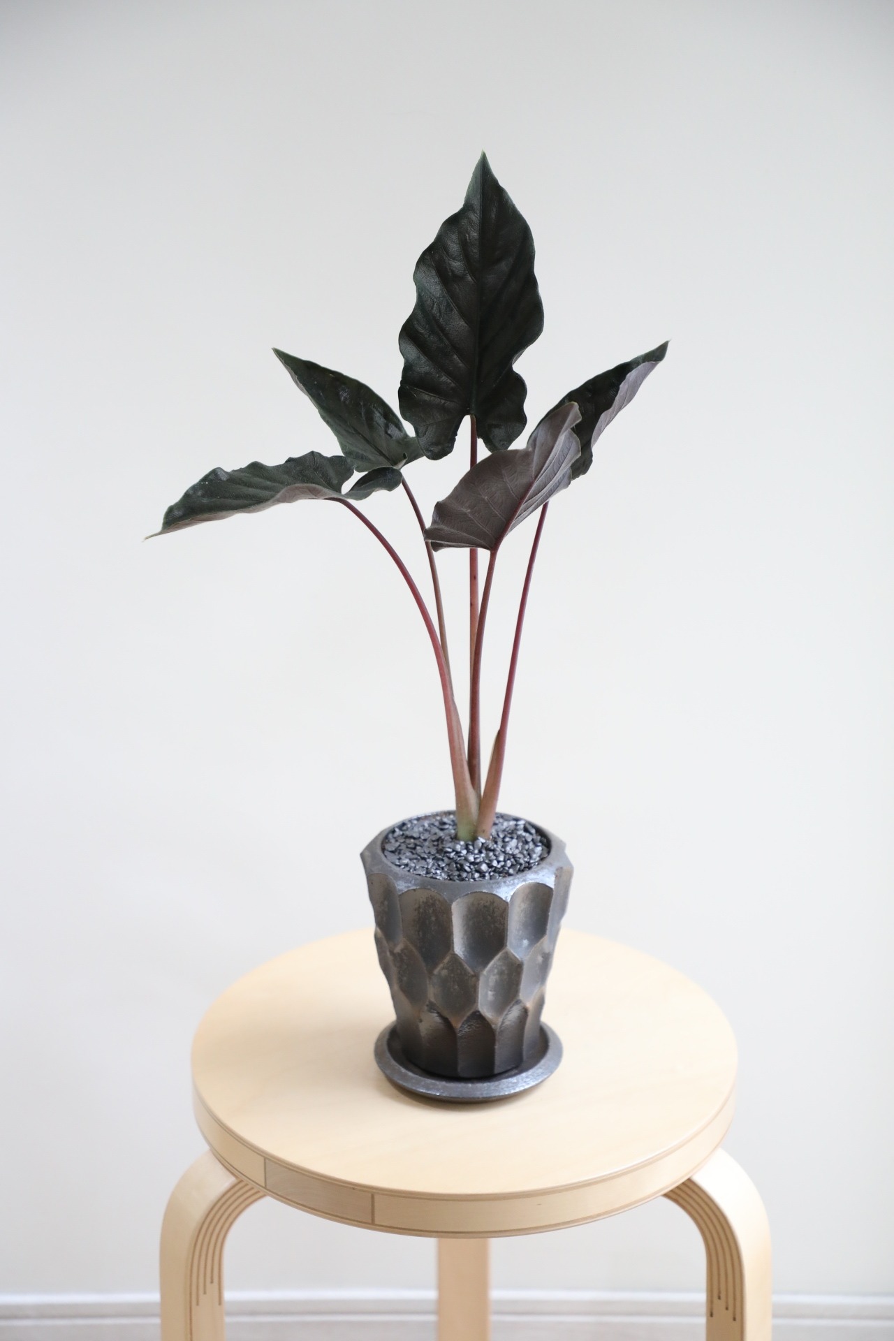 【M】アロカシア アントロベルベット/Alocasia