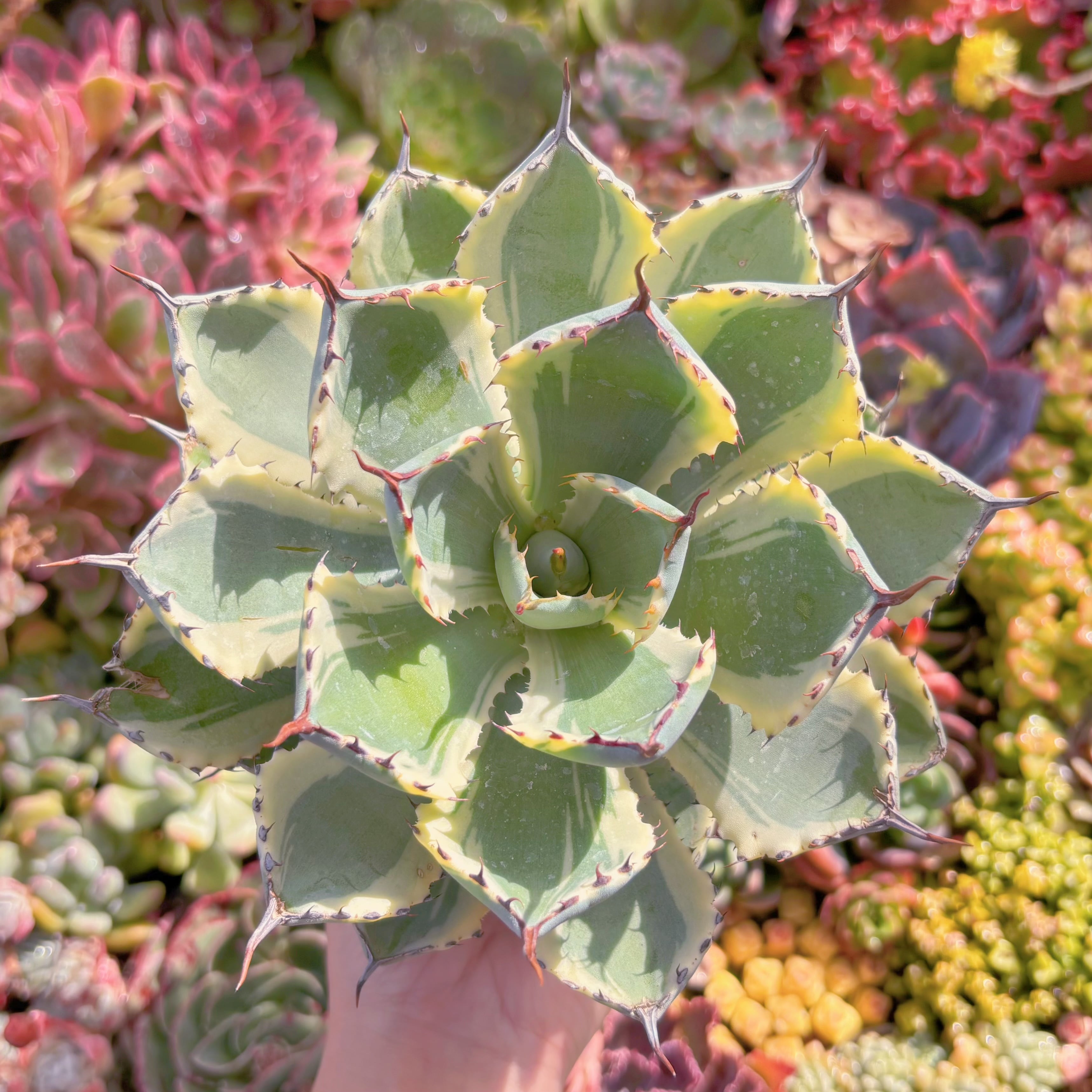 現物　吉祥冠錦#A018　大苗　るる農園