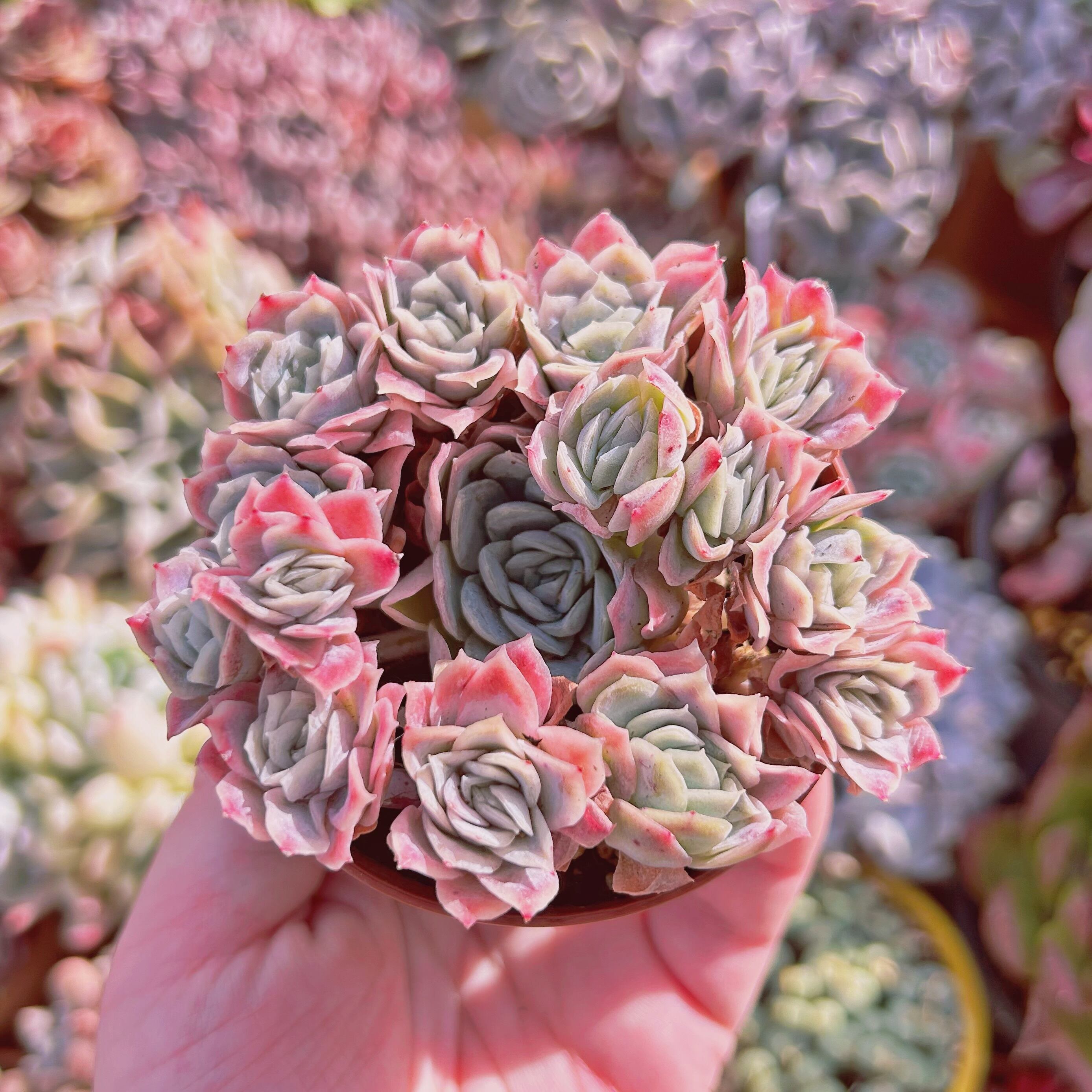 #271現物　多肉植物　クィーンローズ覆輪錦　抜き苗