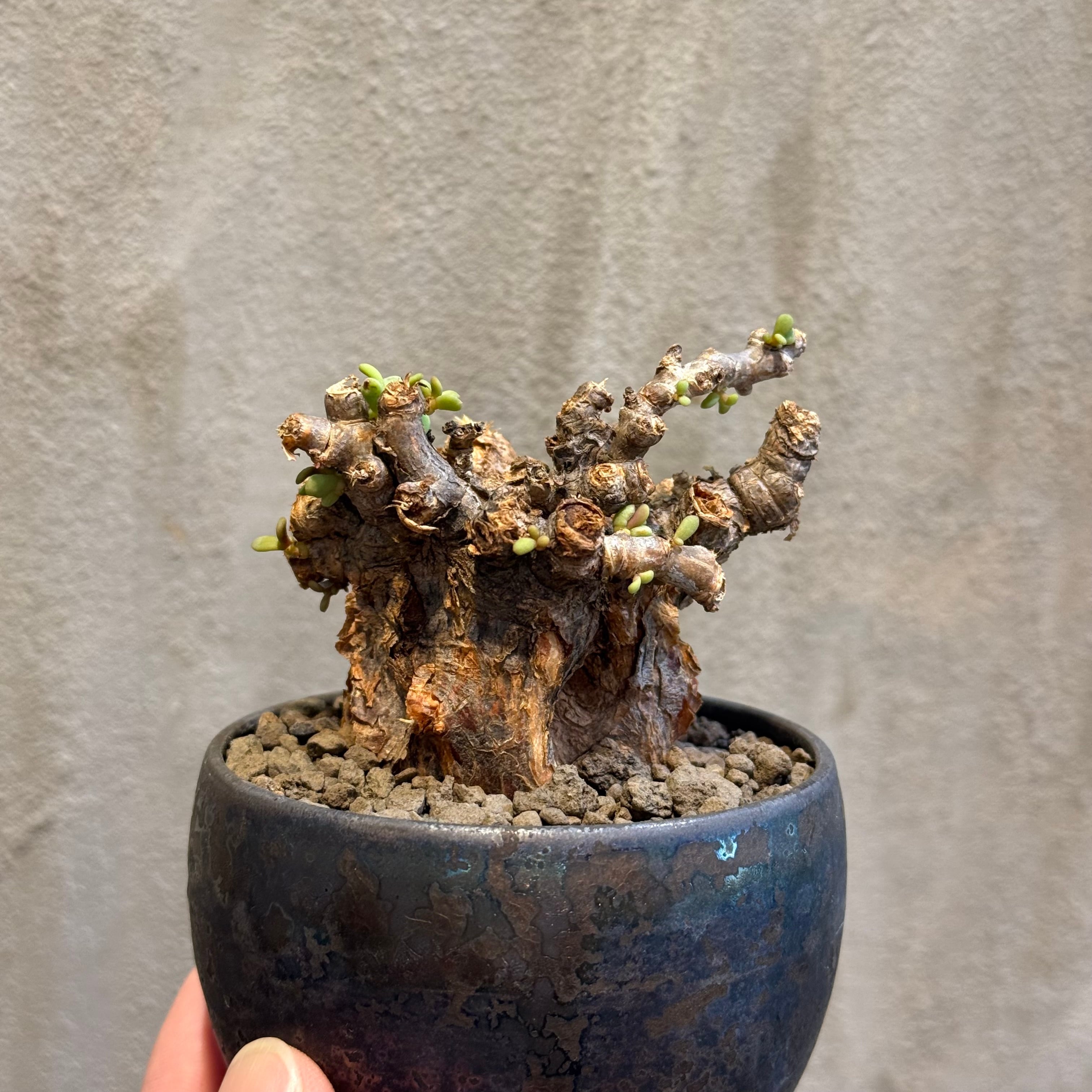 植物×作家鉢 【植え込み済み】 | A-PLANTS