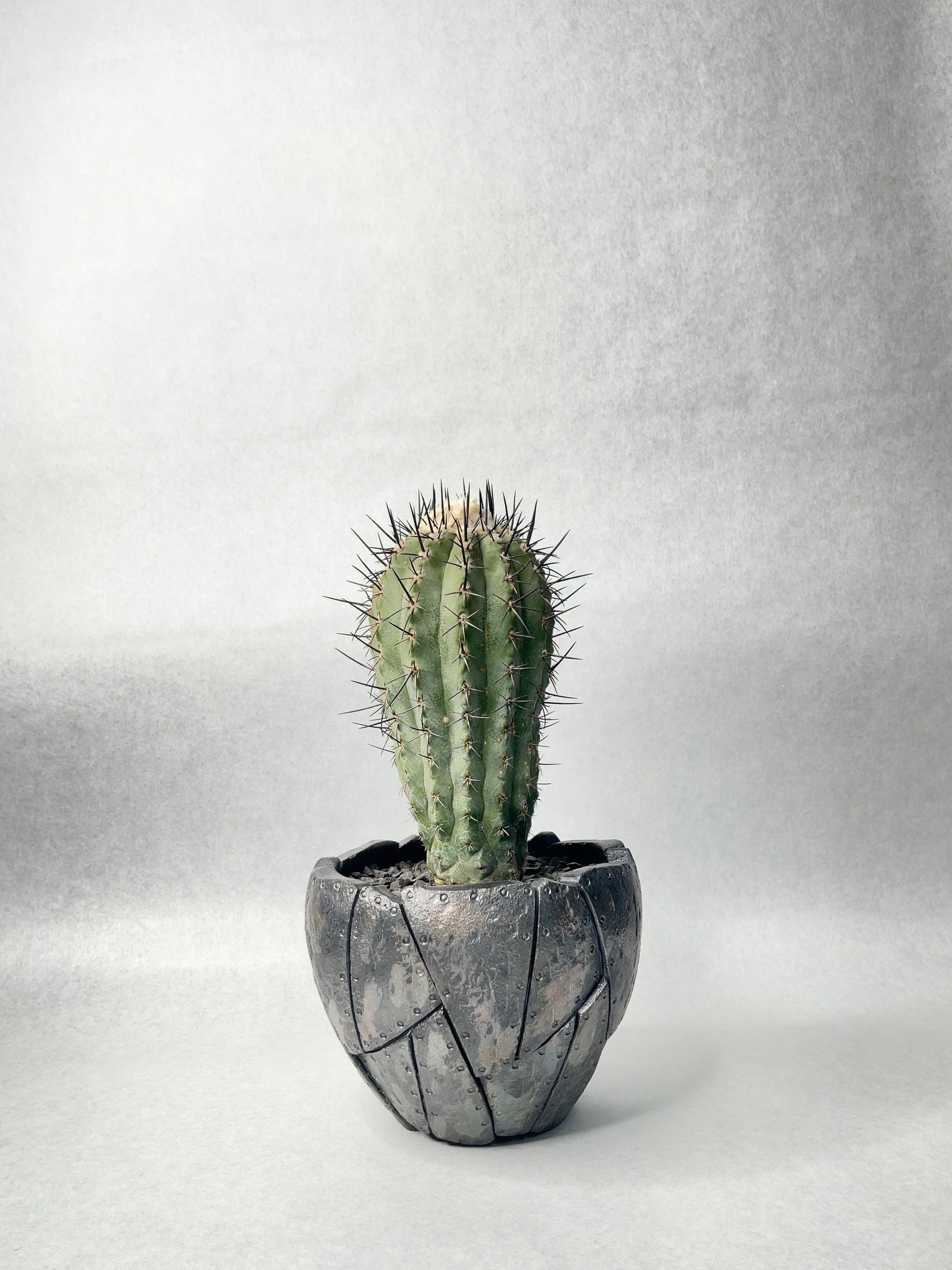 コピアポア・黒士冠 | trigger