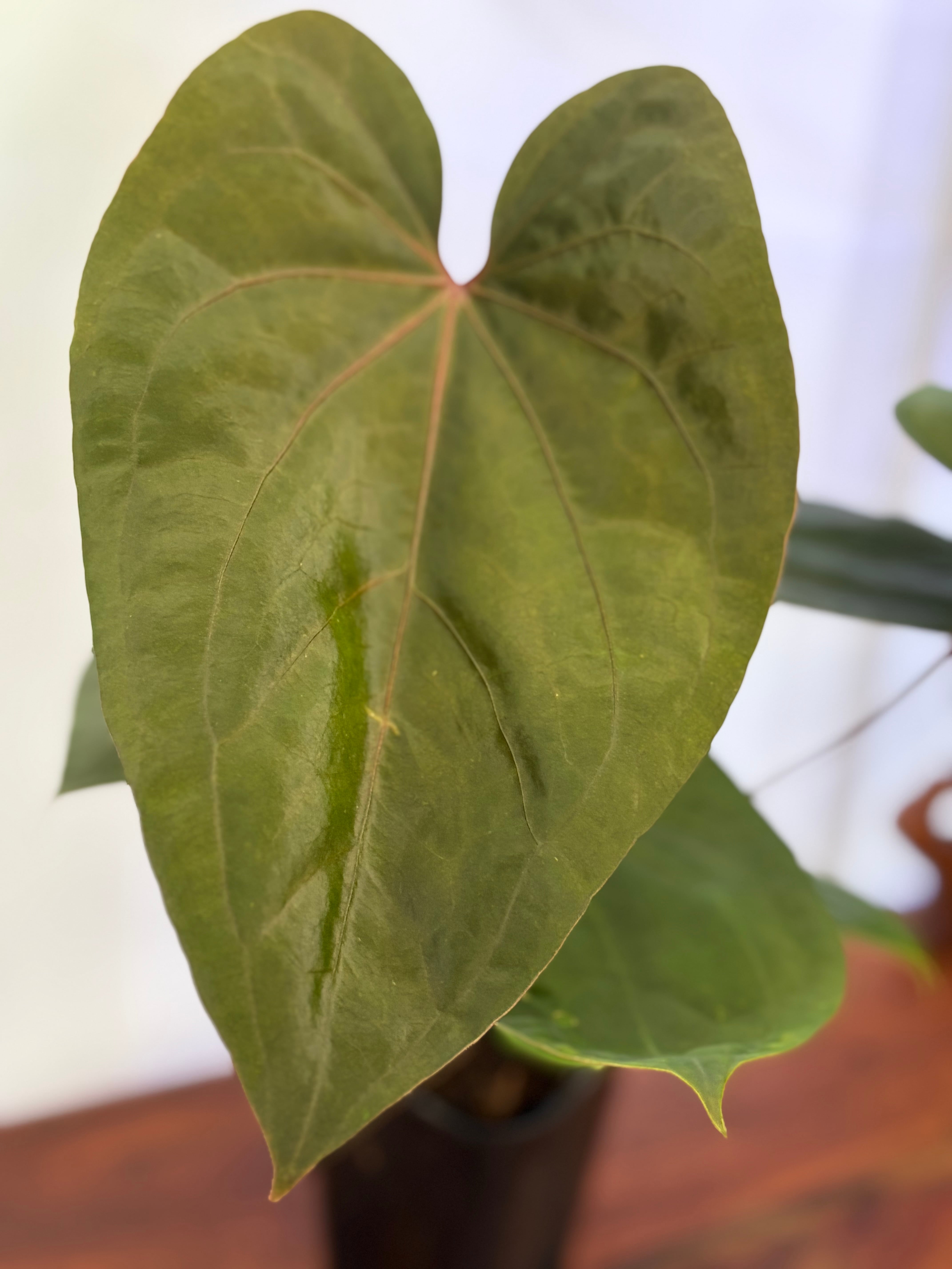 Anthurium | BALI-AN 園芸
