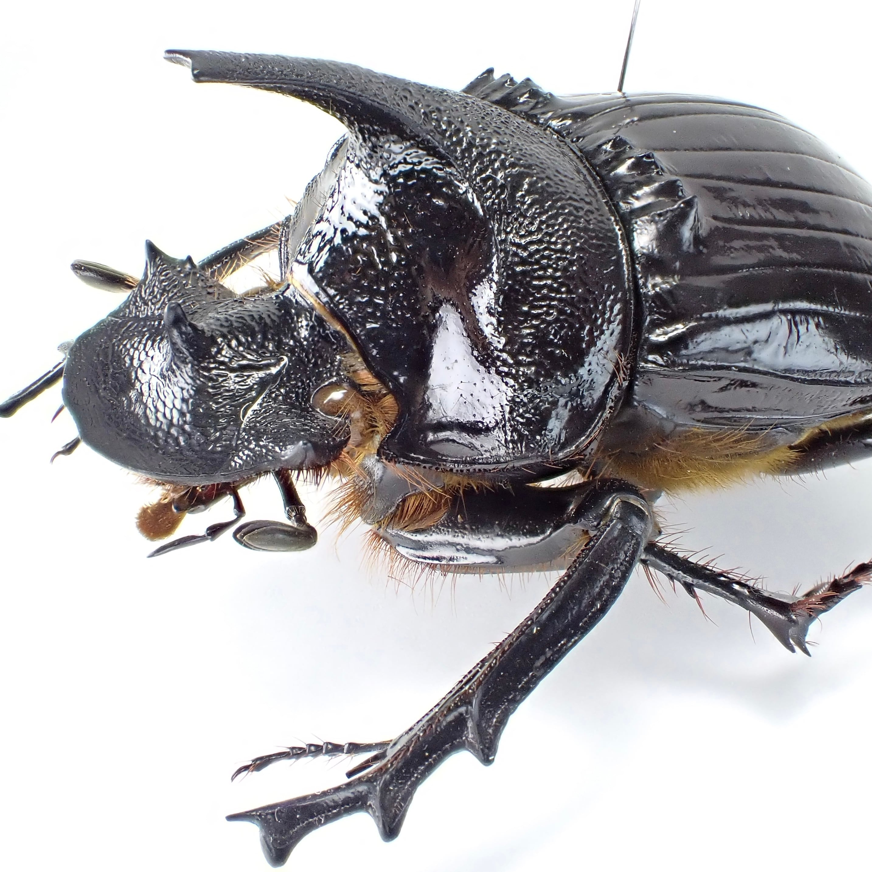タンザニア産 Heliocopris felschei ♂ 46mm | 昆虫標本 Diggers & Rollers
