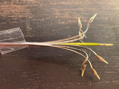 モンソニア・ムルチフィダ／monsonia multifida 【種子5粒】