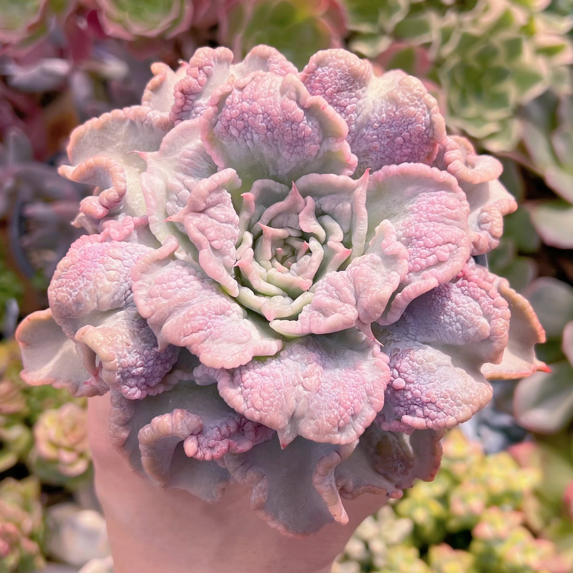 現物　コブマディバ#231　新入荷