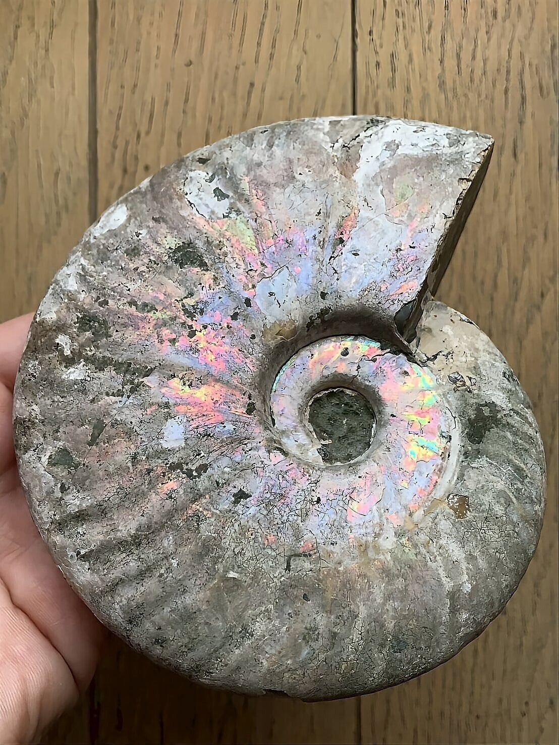 ALL ITEM | 虹色南瓜石