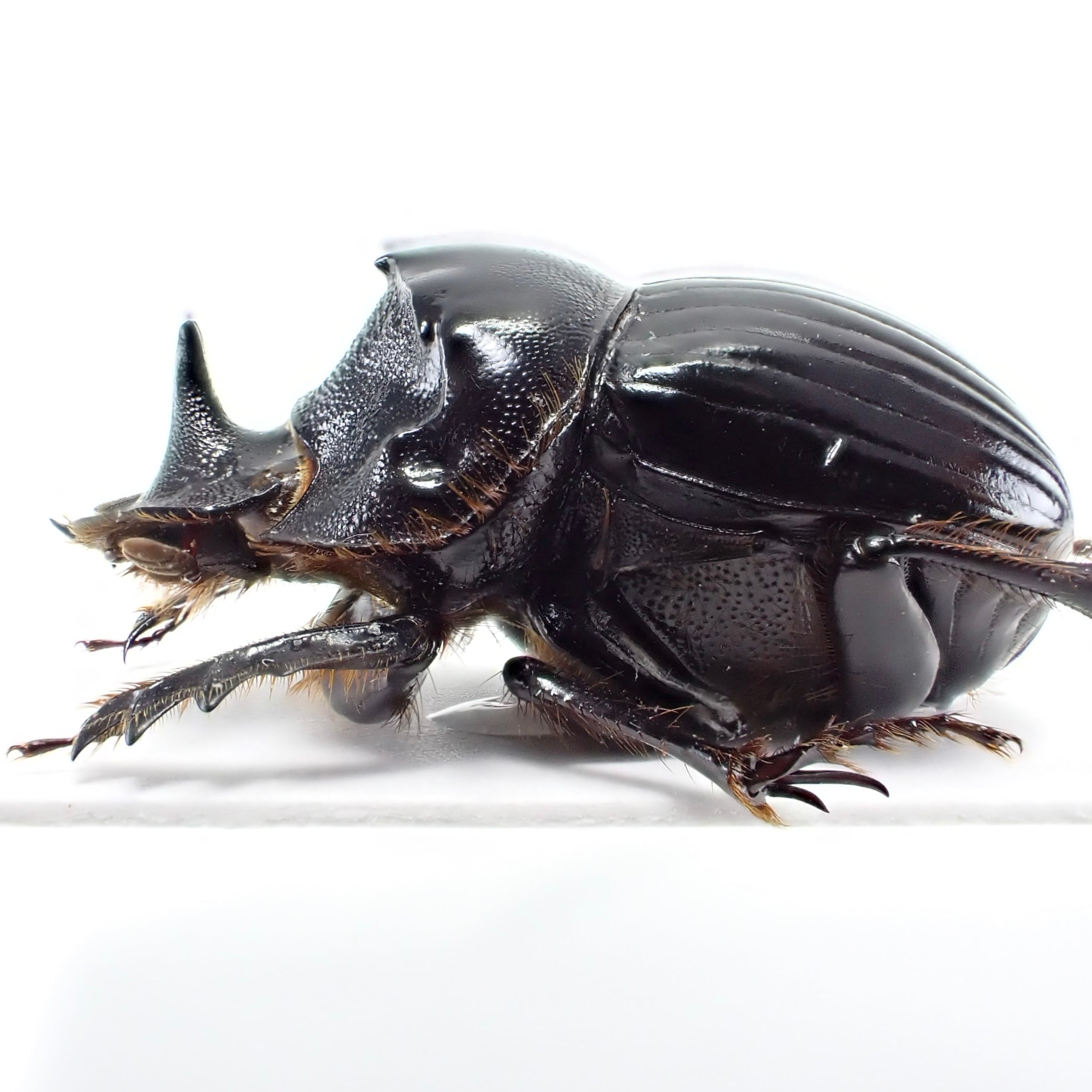 アルゼンチン産 Dichotomius nobilis ♂♀ 22mm/22mm | 昆虫標本