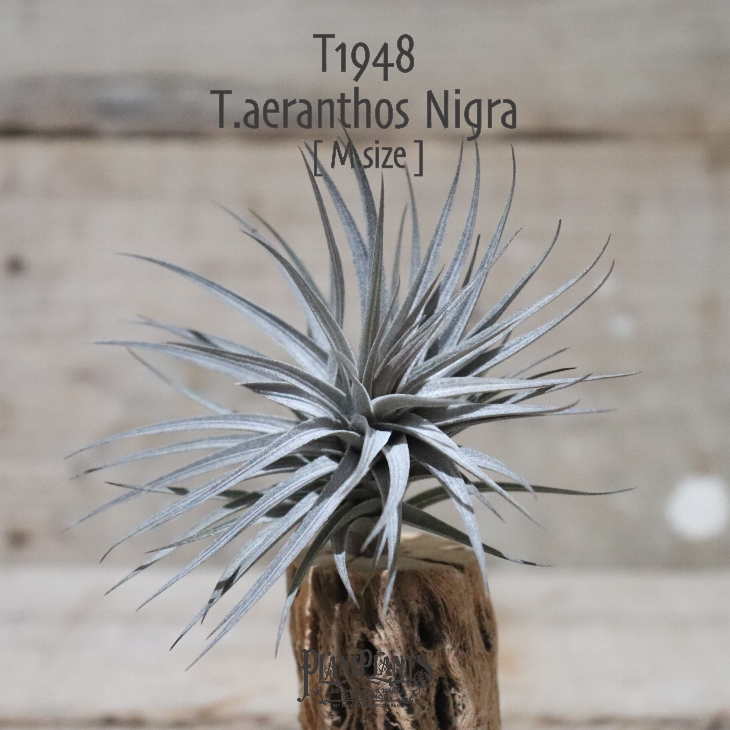 【送料無料】aeranthos Nigra M〔エアプランツ〕現品発送T1948