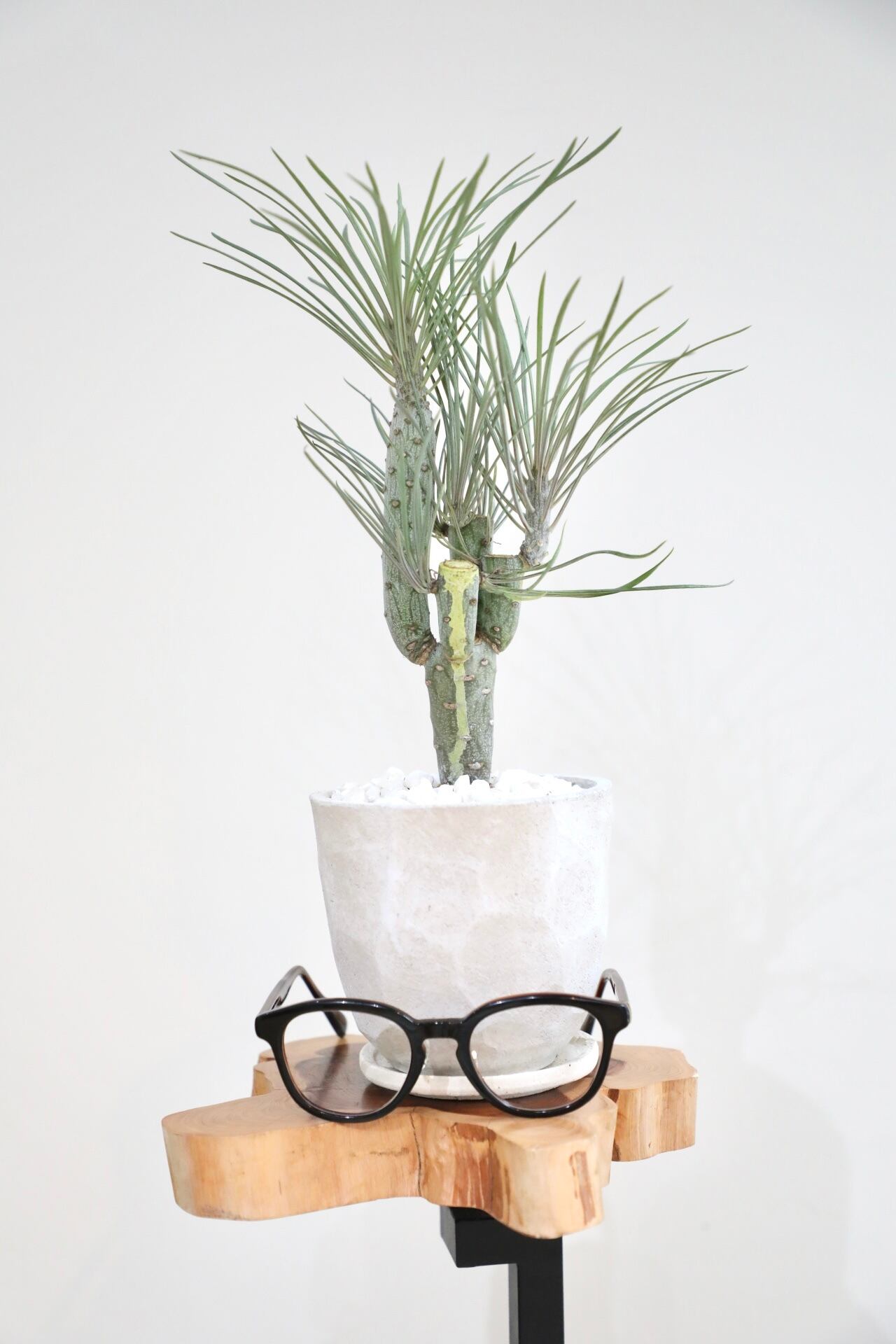 ザミア フロリダーナ 新葉 多頭 希少 M】ザミア フロリダーナ 多頭/Zamia ※ガラスポット付き | 【厳選