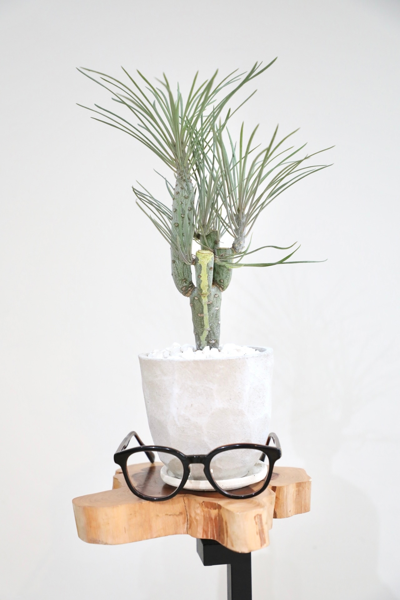 【S】セネシオ クレイニア ネリイフォリア/Senecio kleinia