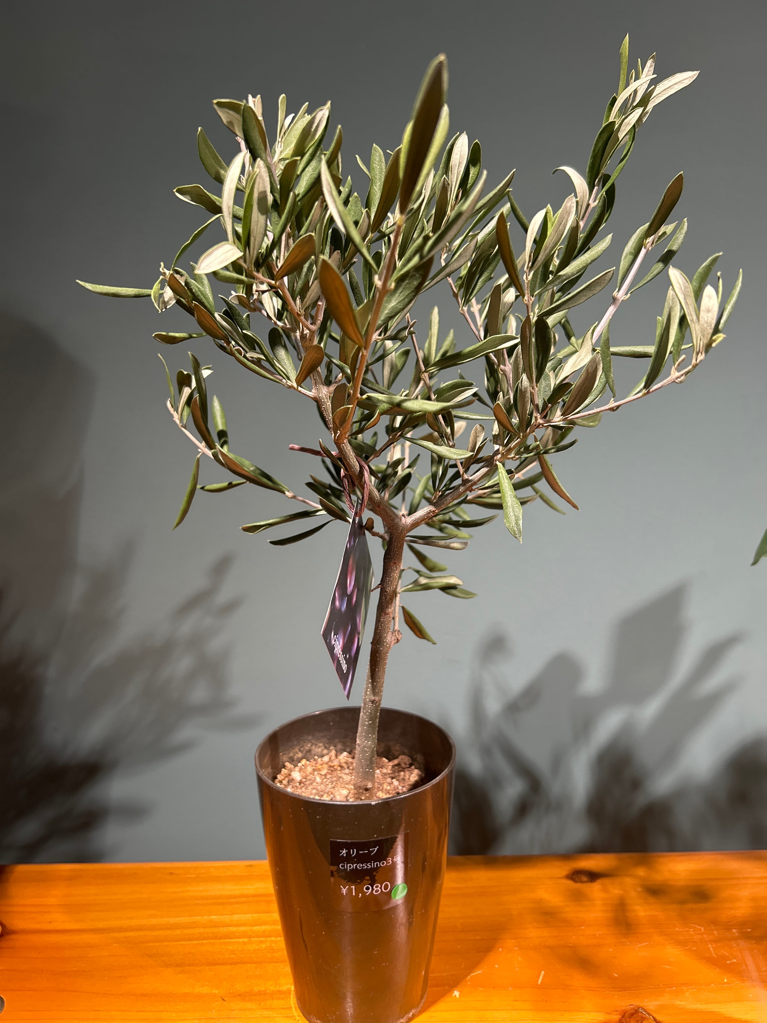 ビカクシダ板付 ネザーランド | 植物との暮らし apricot ビカクシダ板付 ネザーランド | 植物との暮らし apricot