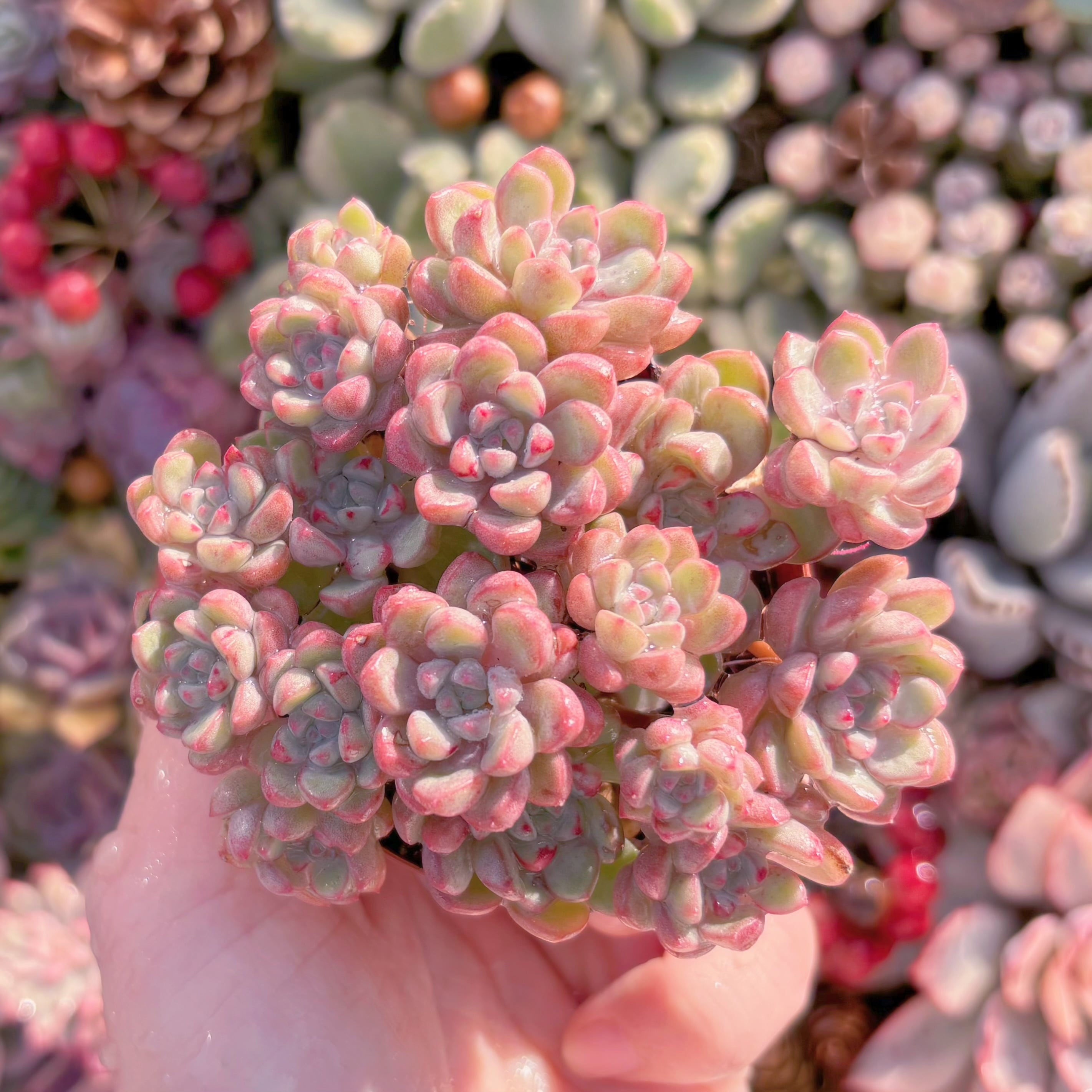 現品　萌豆#676　群生　るる農園