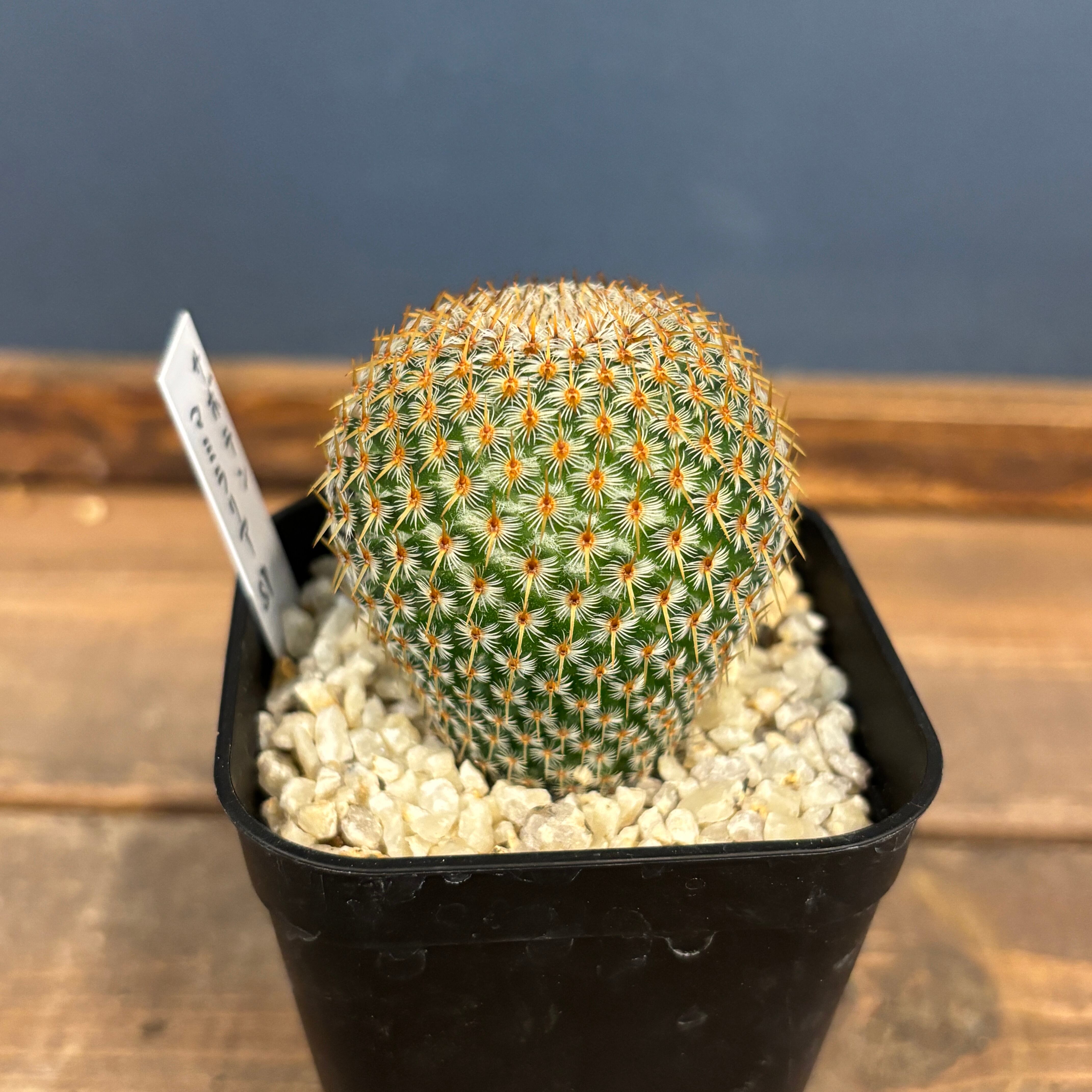 サボテン マミラリア クルシゲラ【845】 | PROTOLEAF プロトリーフ