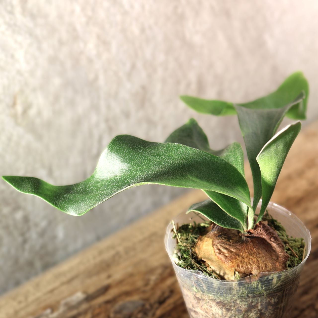 ビカクシダ　ヒリー　hillii sib 板付 227『ビカクシダ ヒリー Platy. hillii × sib』＿観葉植物【送料無料