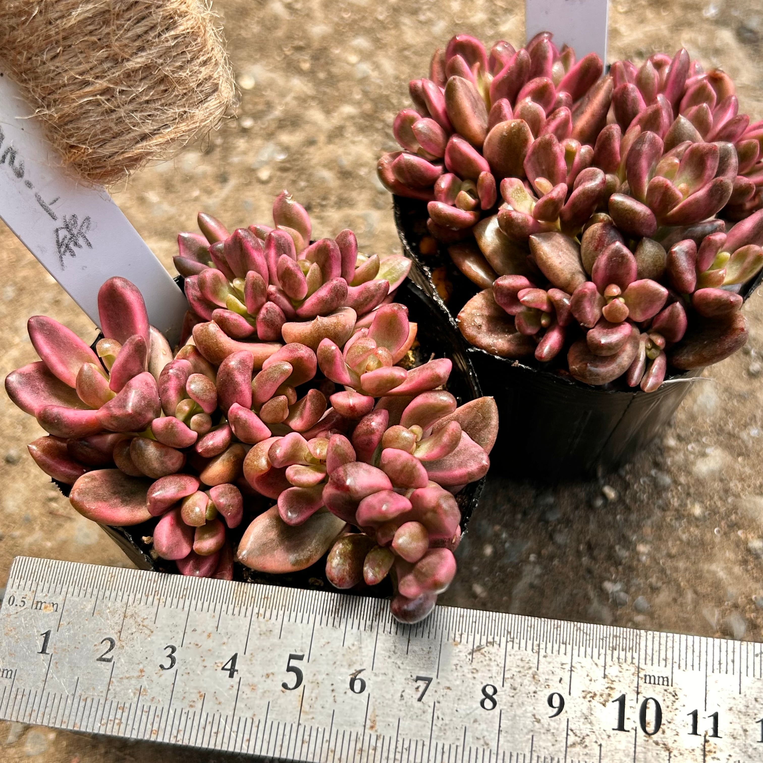 チョコレート錦 | RuPo 多肉植物専門店