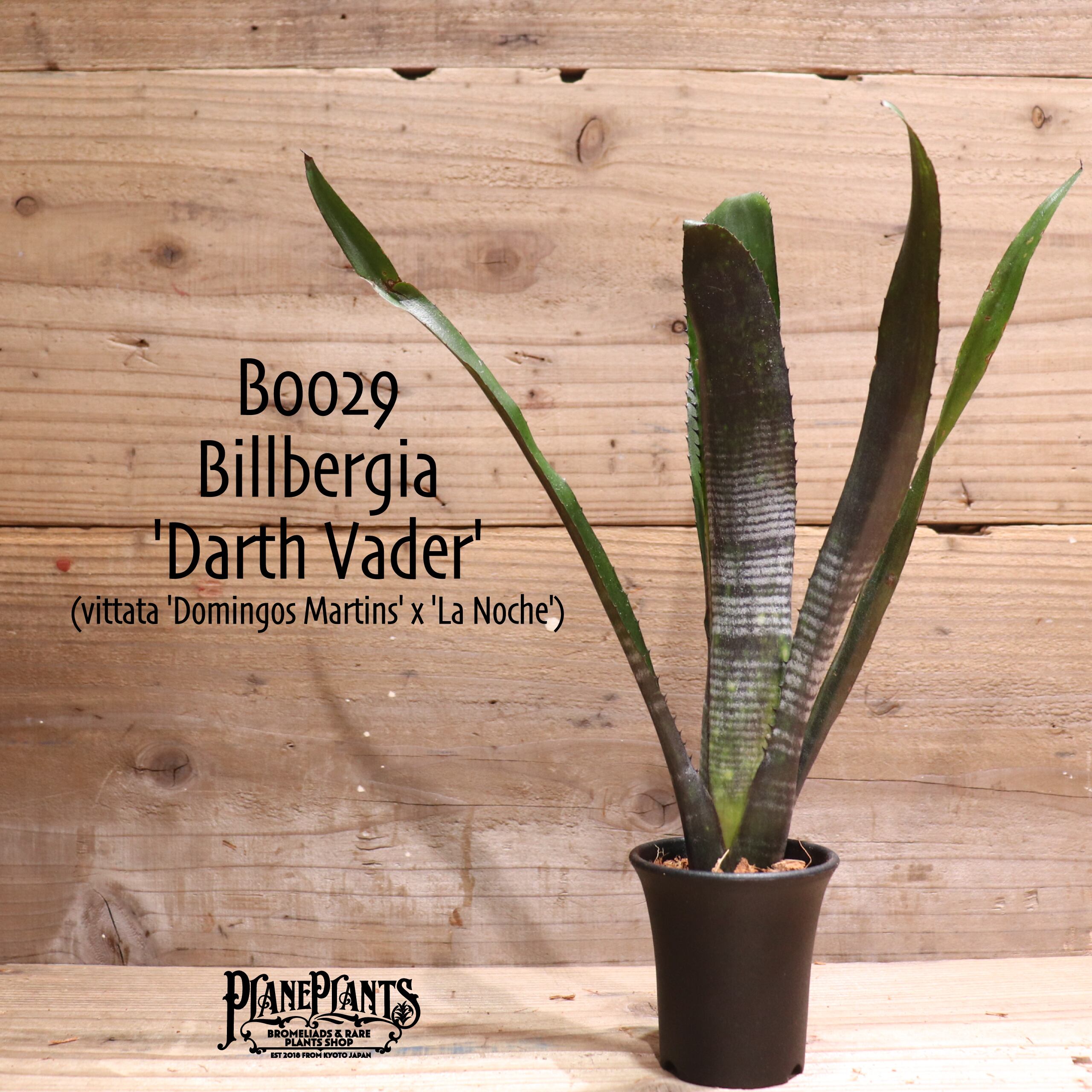 Billbergia 'Darth Vader'〔ビルベルギア〕B0256 Billbergia 'Darth Vader'〔ビルベルギア〕B0256 ビルベルギアダース