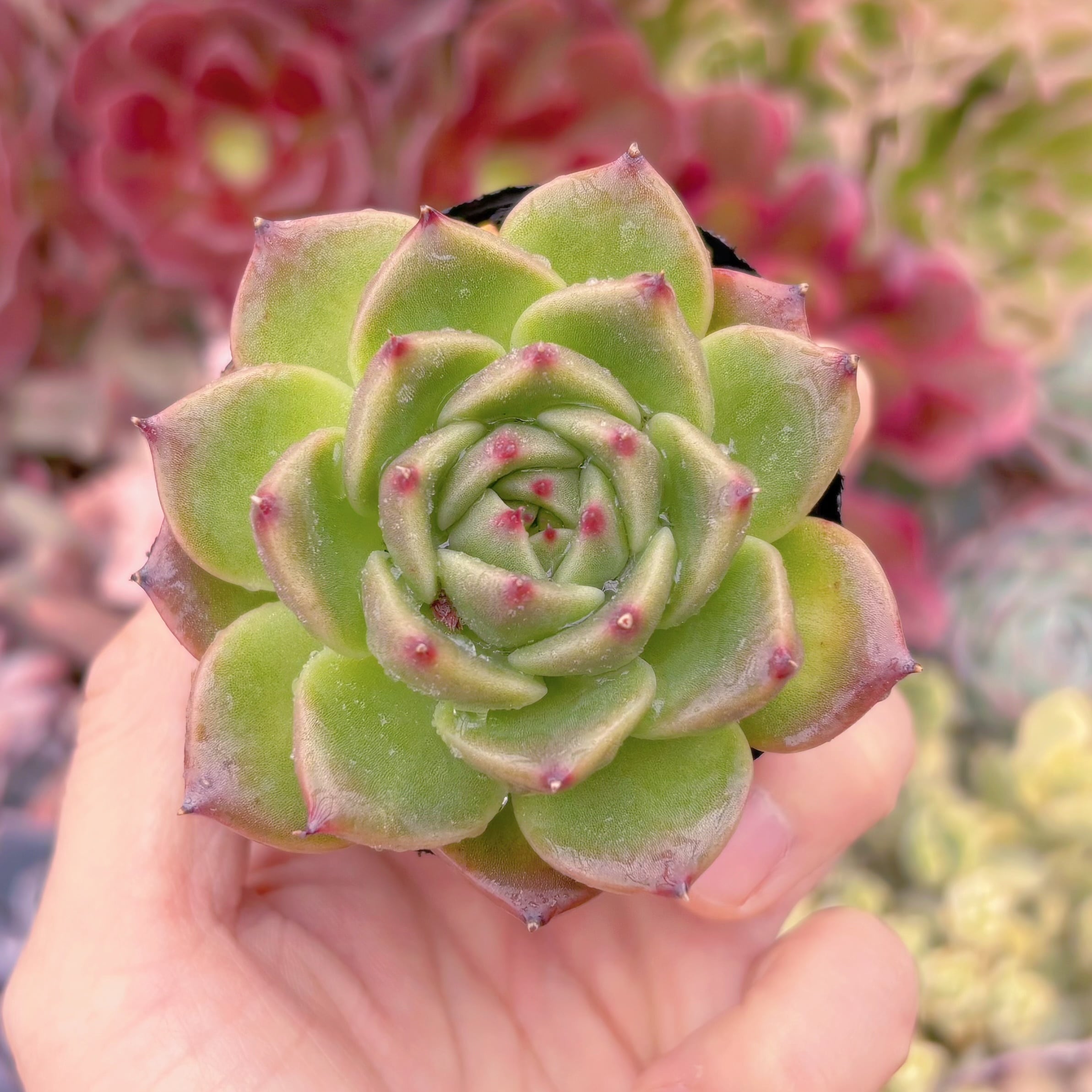 現物　Prasem Quartz#A63 　新入荷