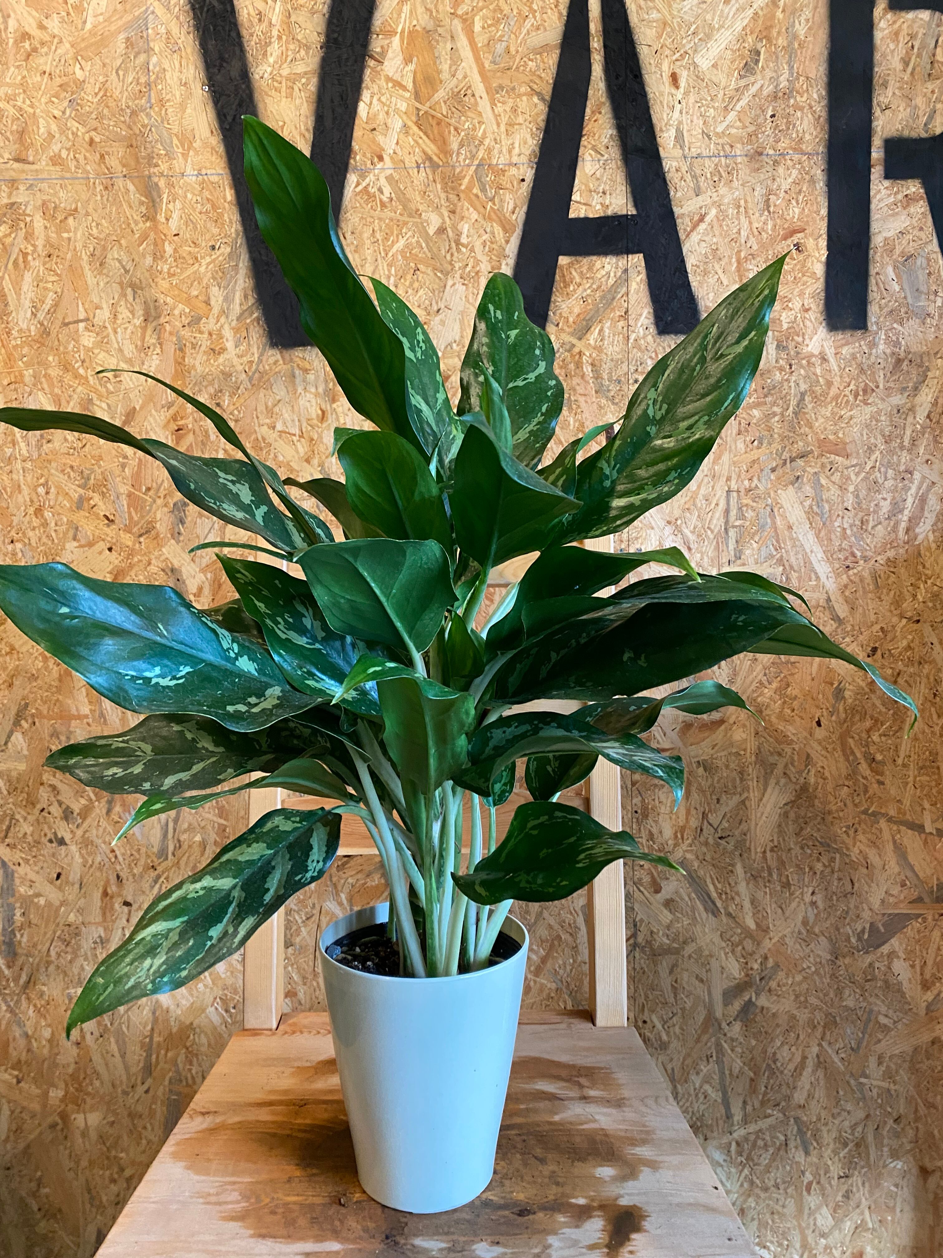 アグラオネマ ホワイトマリア H 60cm W55cm 口径14cm | Garden Varejo