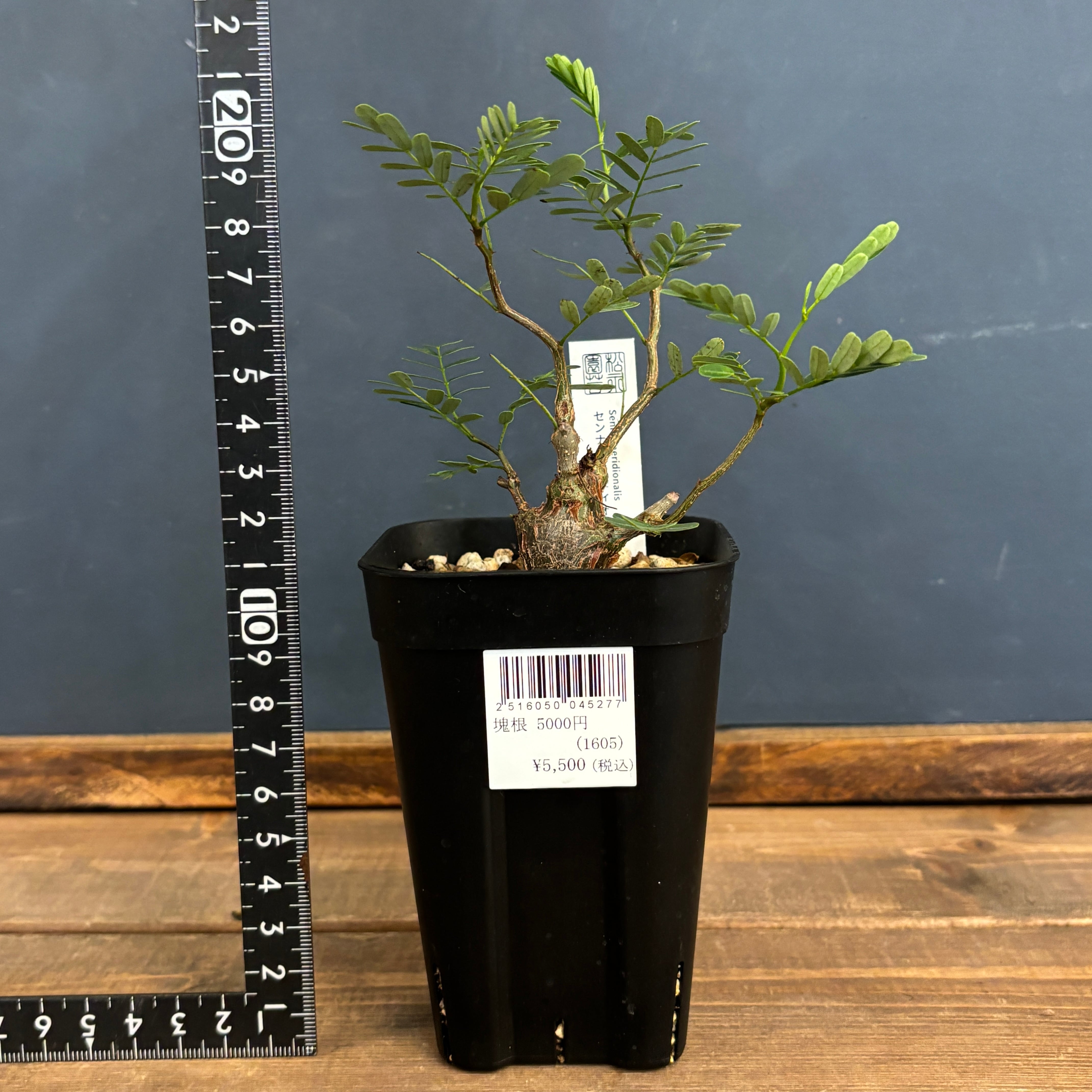 センナ・メリディオナリス ① センナ メリディオナリス【225】 | PROTOLEAF プロトリーフ