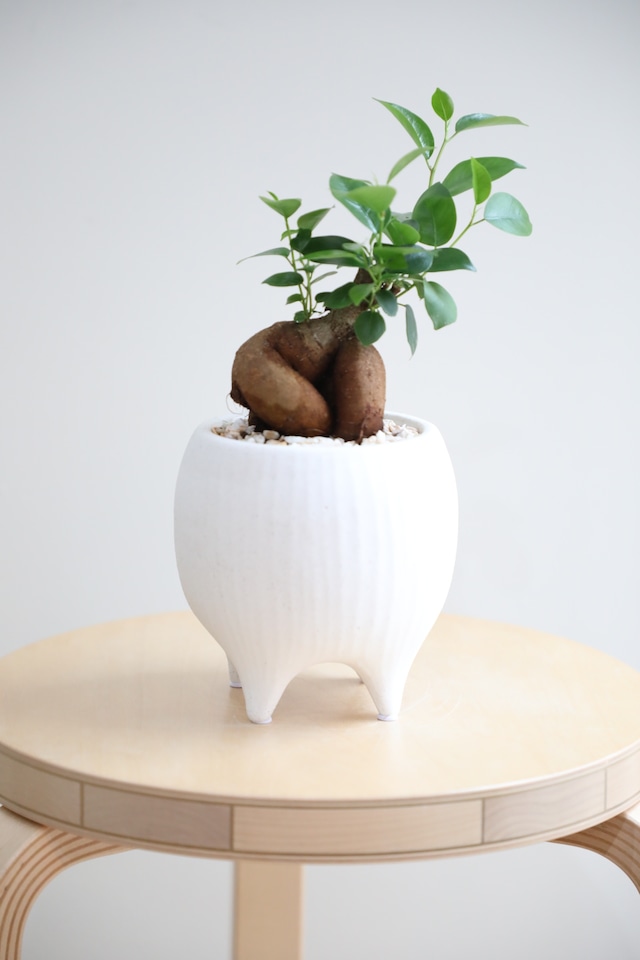 【S】ガジュマル/Ficus microcarpa