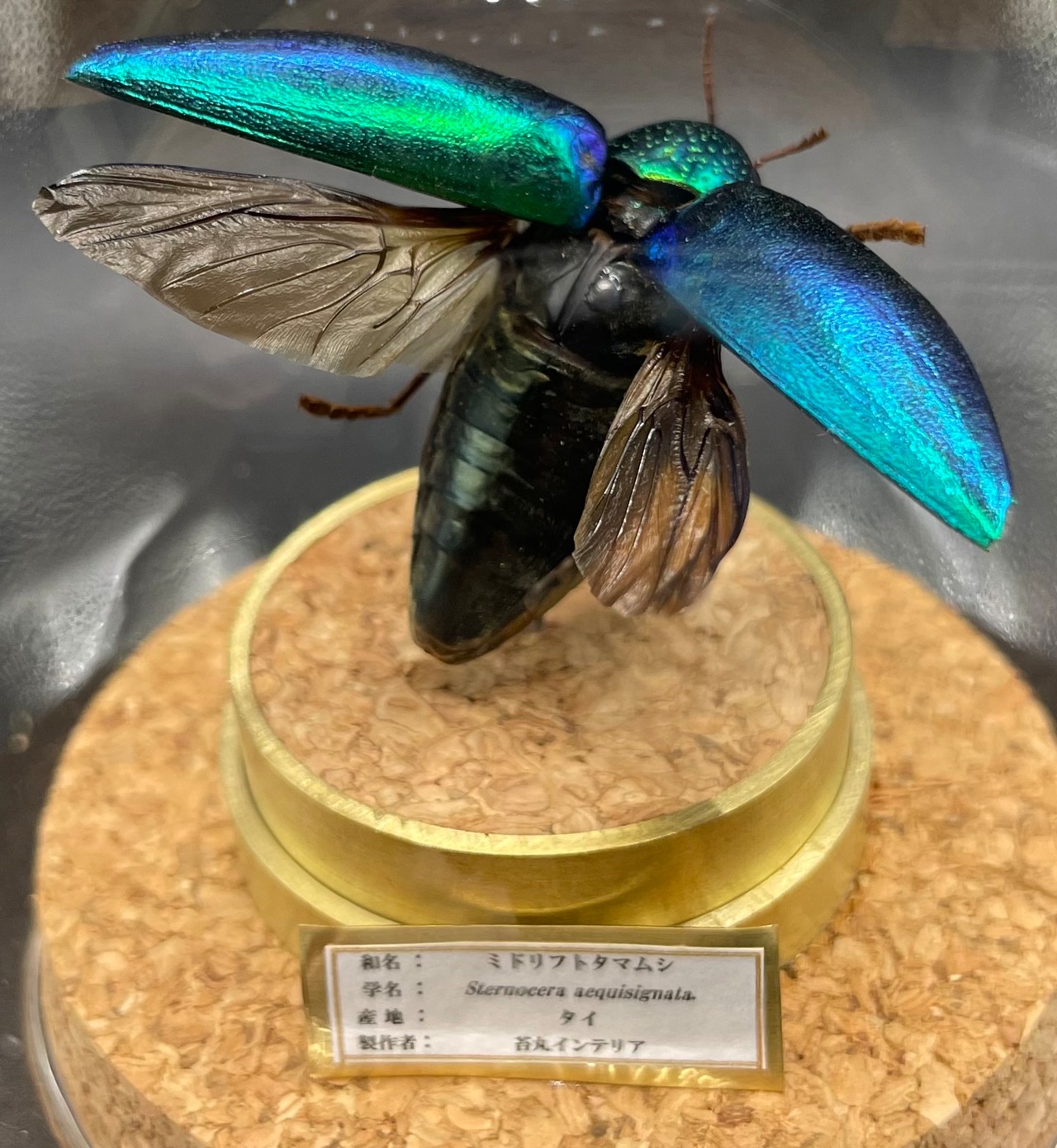 インテリア標本《ミドリフトタマムシ》