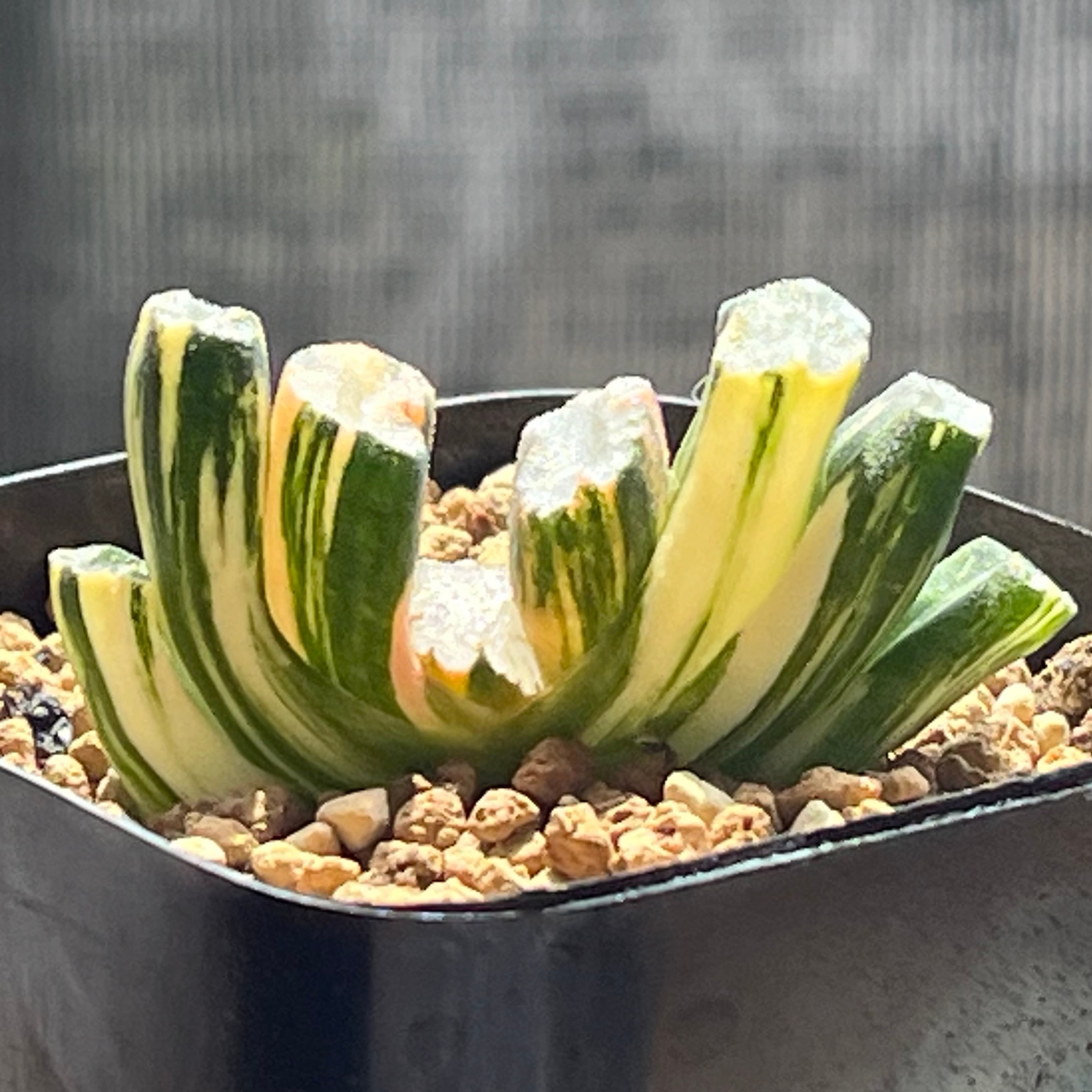 ハオルチア 玉扇錦 北斎 | mocono_plants