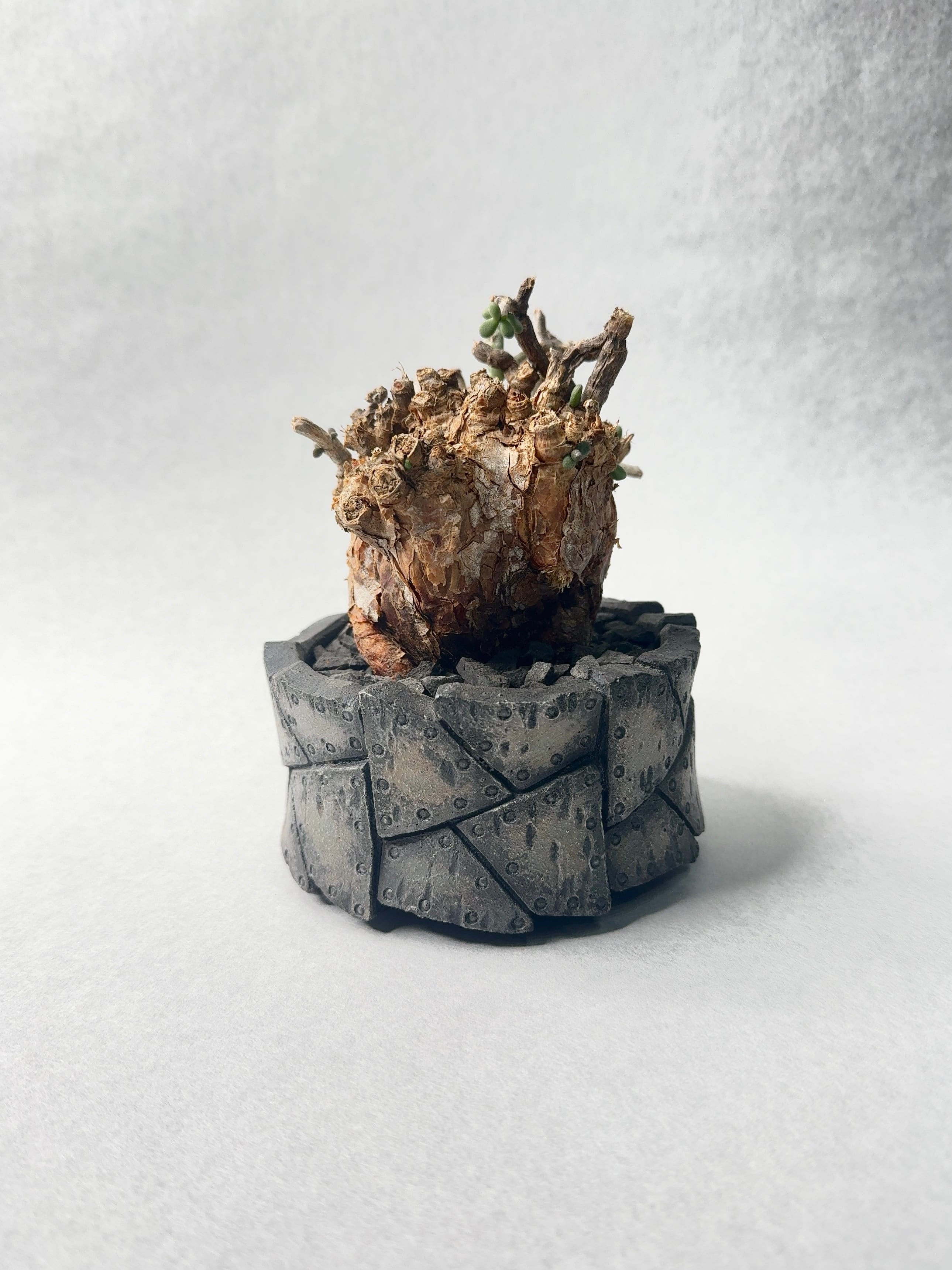 ケラリア・ピグマエア | trigger