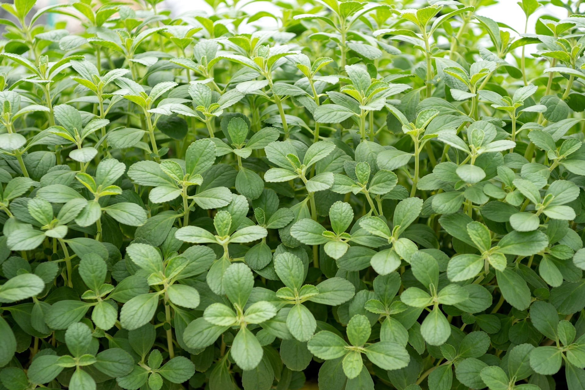 マンジェリコン苗（ポルトジンユ）｜ 3.5号苗 5個セット | メディカル