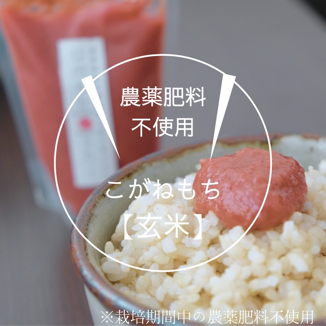 ◆新米予約◆【自然栽培米】糯米・玄米　こがねもち　５kg