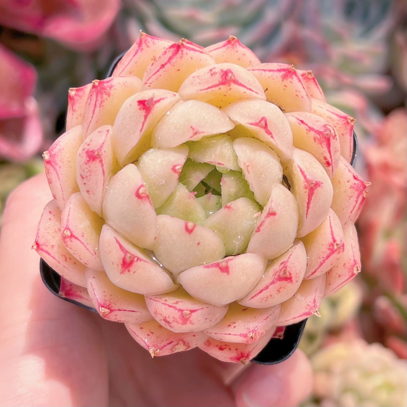 現品　楓の葉#902　るる農園