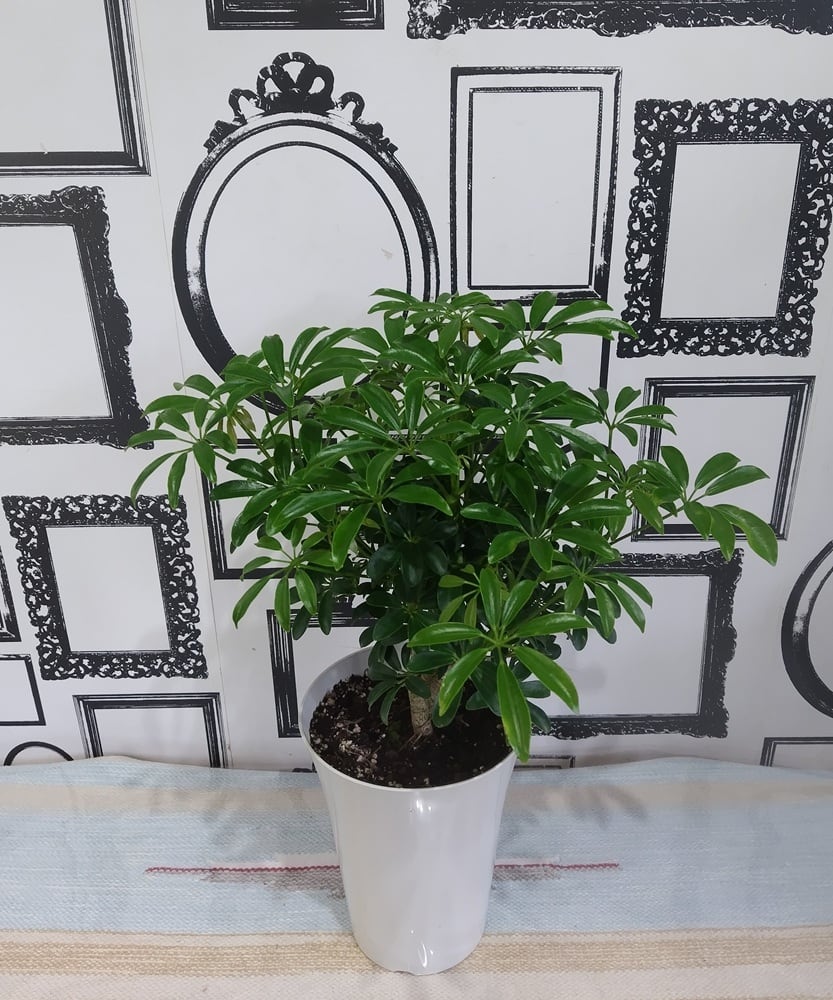 シェフレラ 130cm 8号 花屋店舗管理品！ 観葉植物「シェフレラ8号 陶器