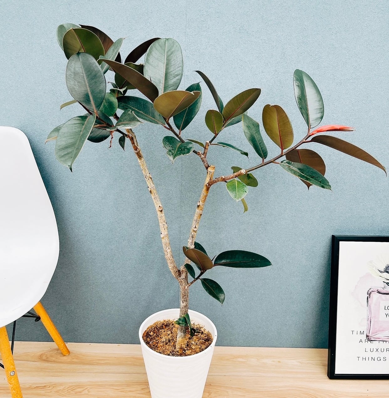 ファグラエア ベルテロアナ 曲がり 観葉植物 室内 インテリアグリーン