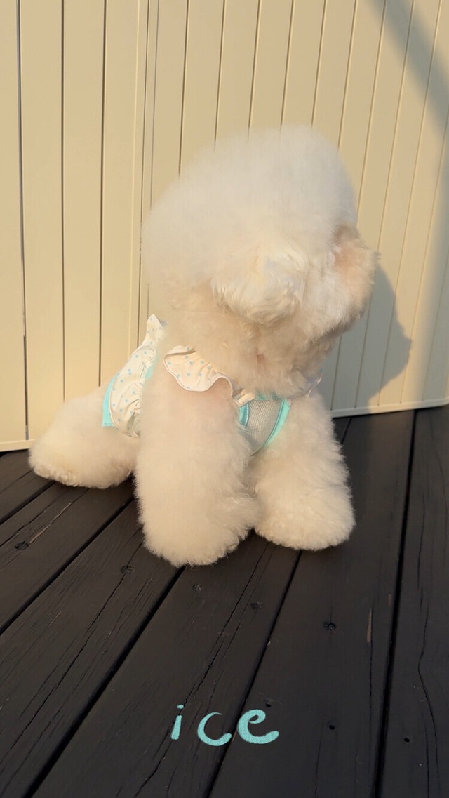 DOGWEAR CoolT　×　SKYBLUE