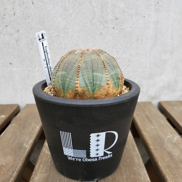 【木質化タイプ】Euphorbia obesa ユーフォルビア オベサ