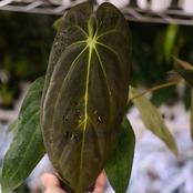 アンスリウム エース オブ スペード(AOS) × パピリラミナム(FS)⑥/ Anthurium Ace of spades × Papillilaminum / 観葉植物