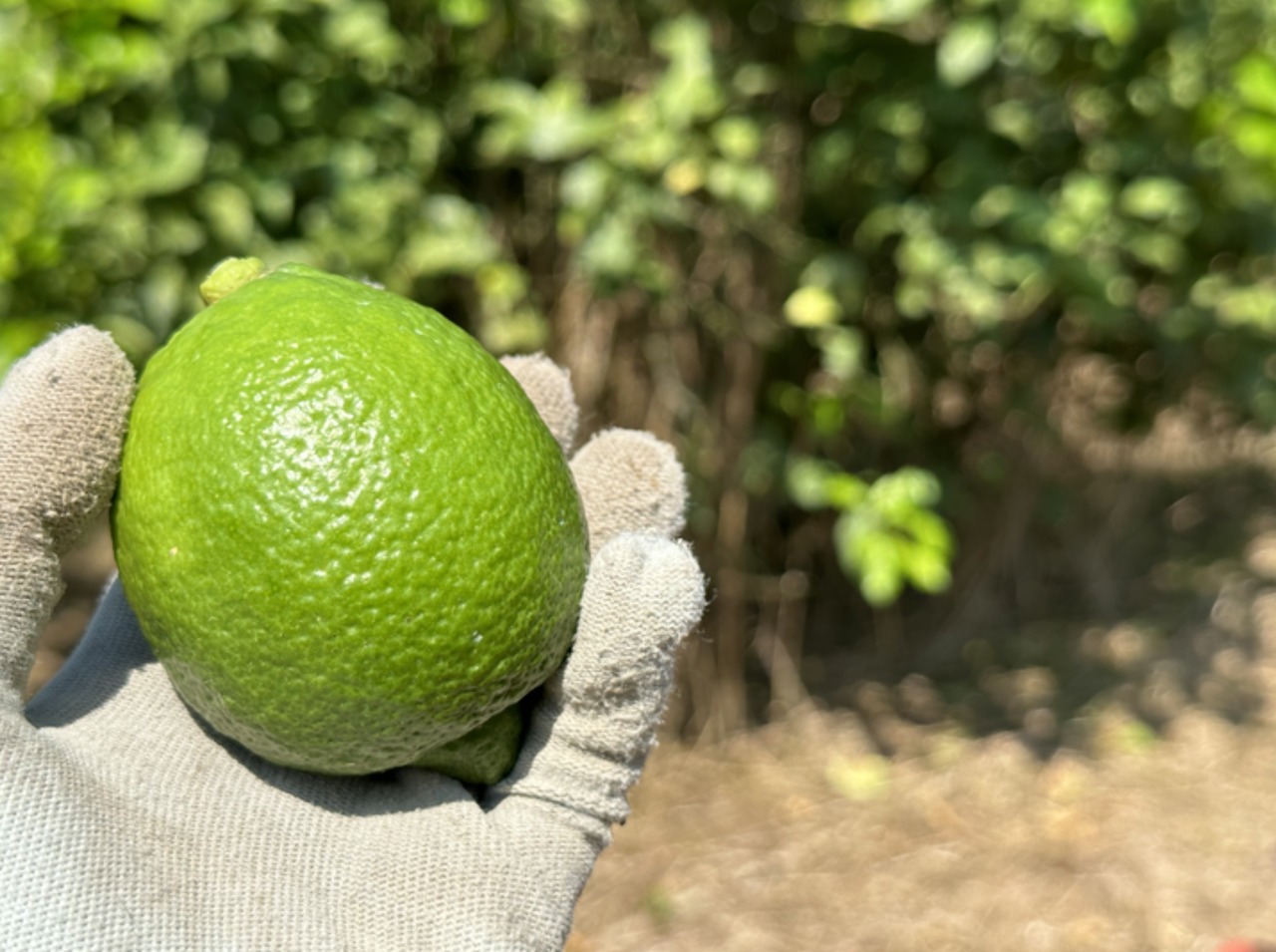 はれやかグリーンレモン 3kg 栽培期間中農薬不使用、ワックス・防腐剤不使用