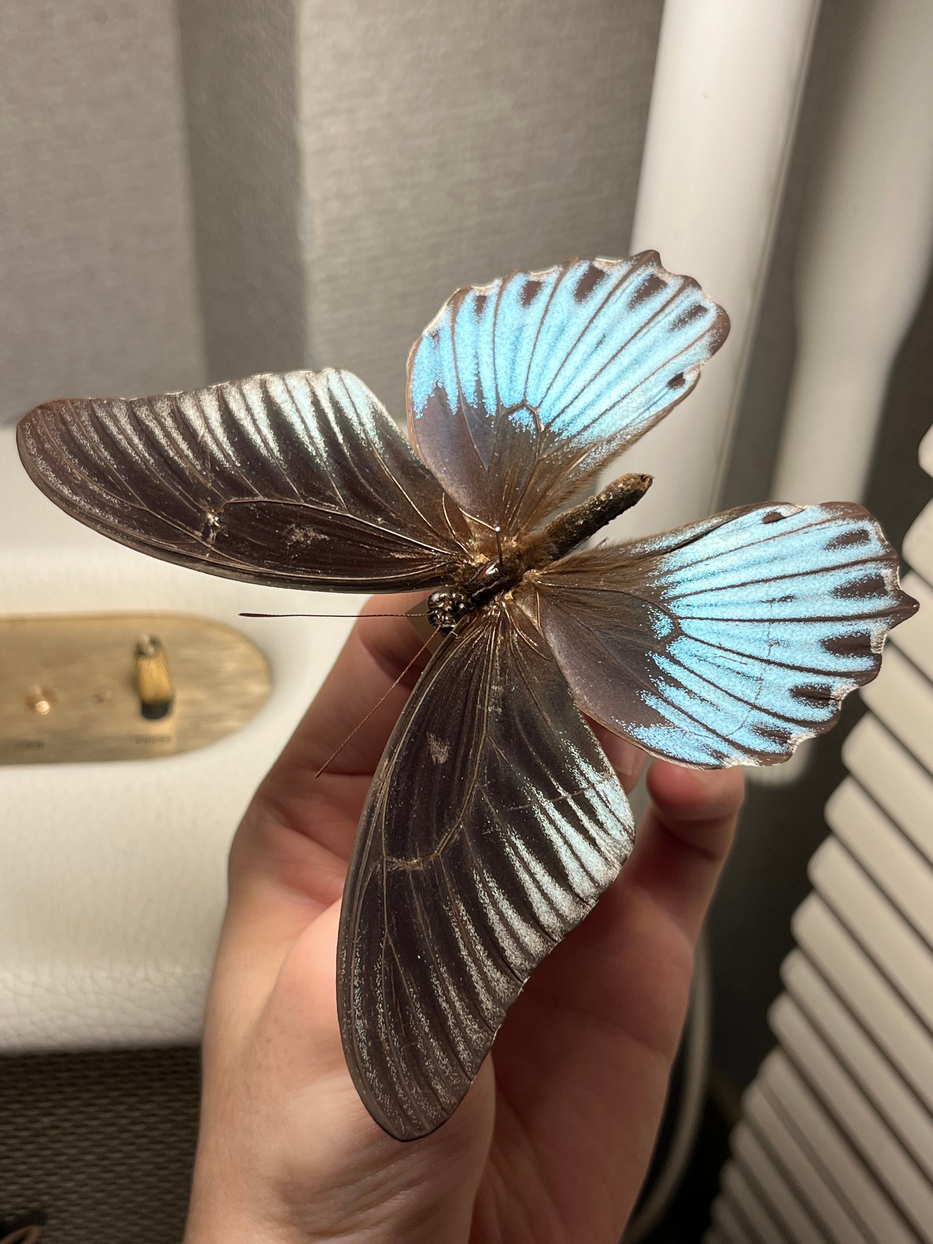 ナガサキアゲハ 外国産蝶標本 標本 野外採集品 モルフォ スルコスキー