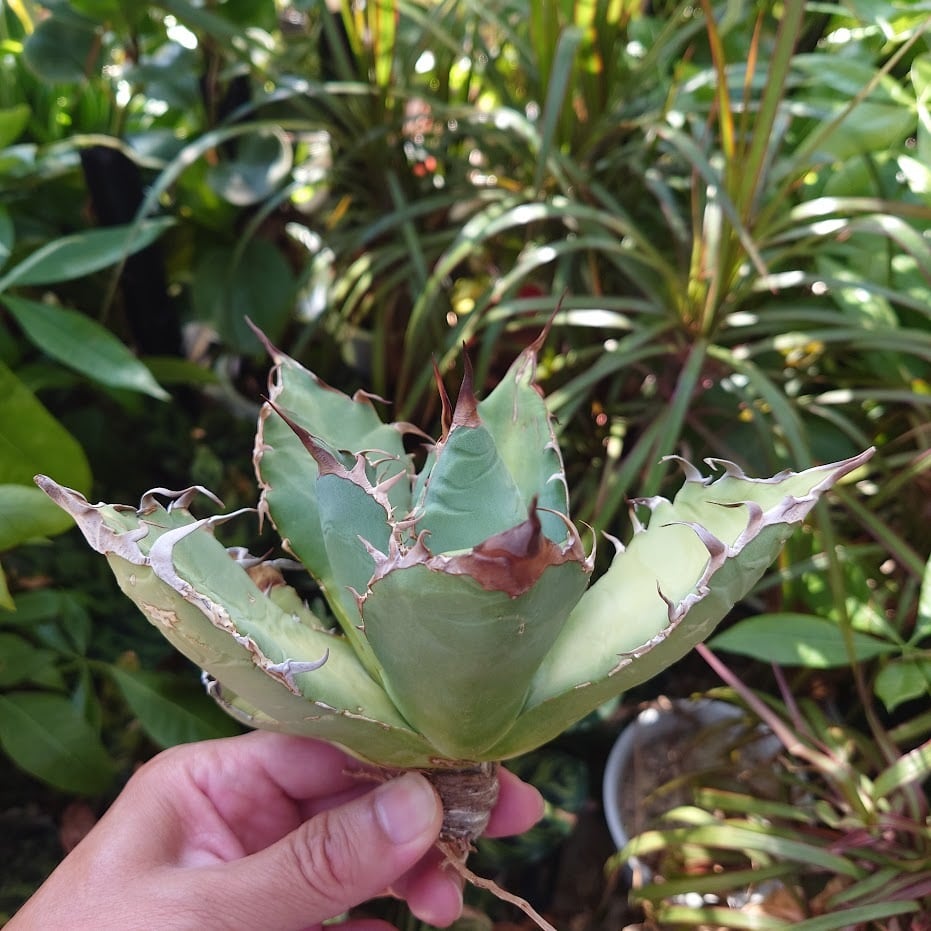 アガベ チタノタ オアハカ Agave titanota Oaxaca 11 | 多肉植物